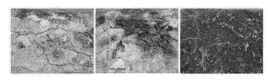 CN_120290399_PA