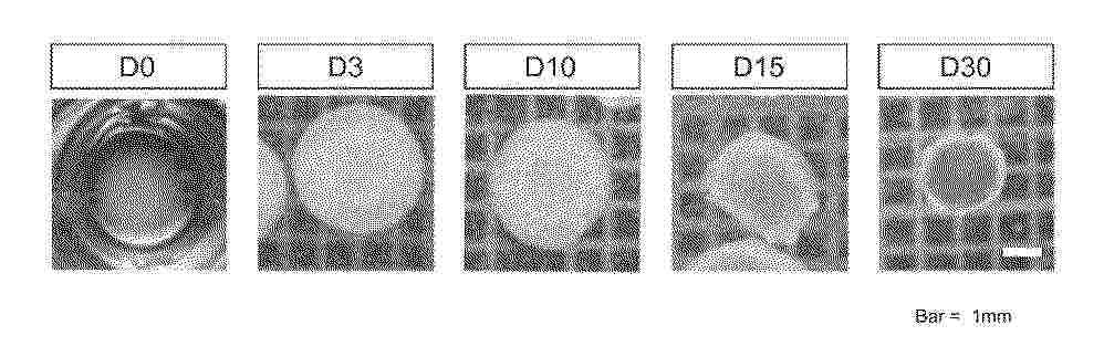 DE_102025111075_PA