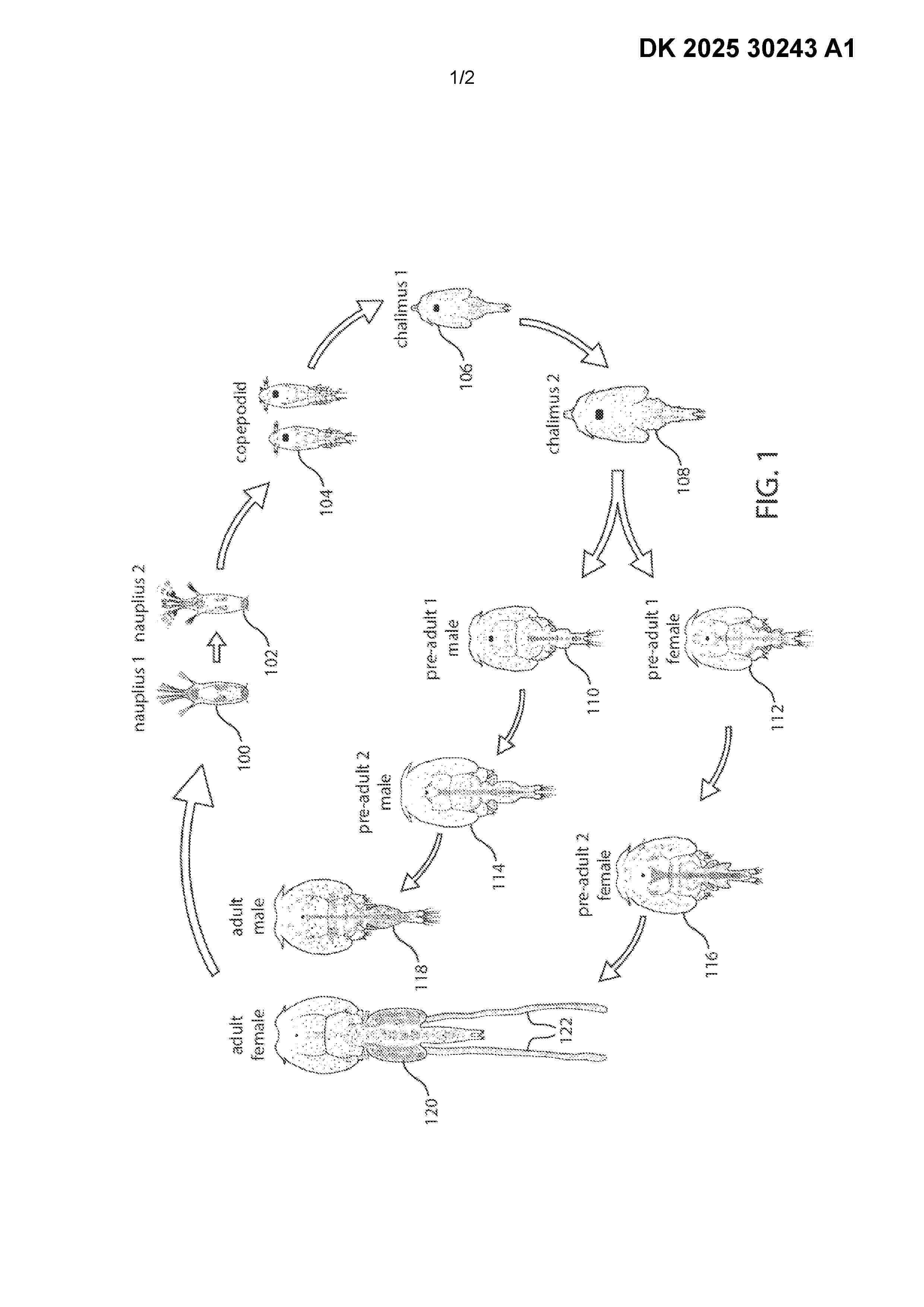 DK_202530243_A1