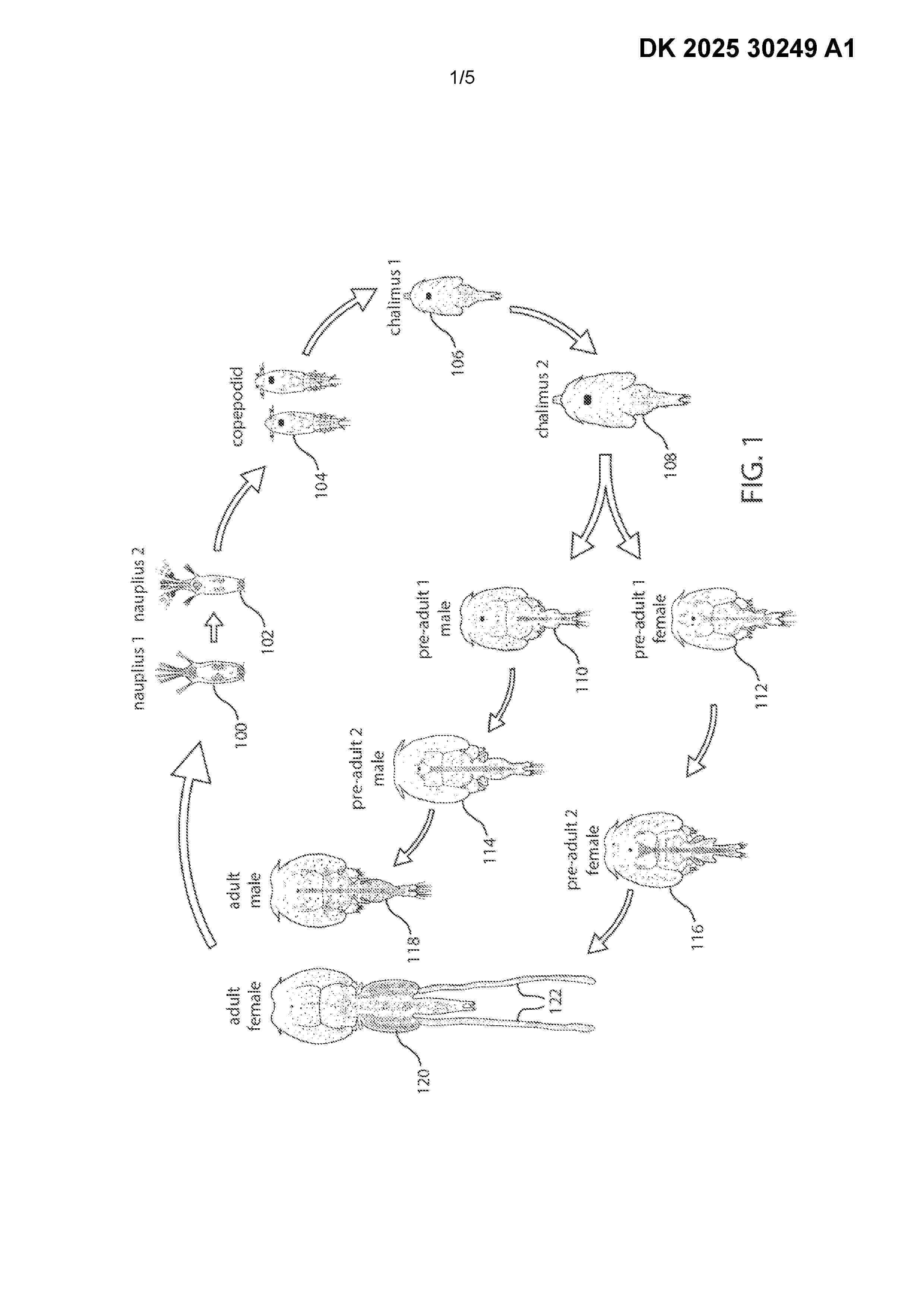 DK_202530249_A1