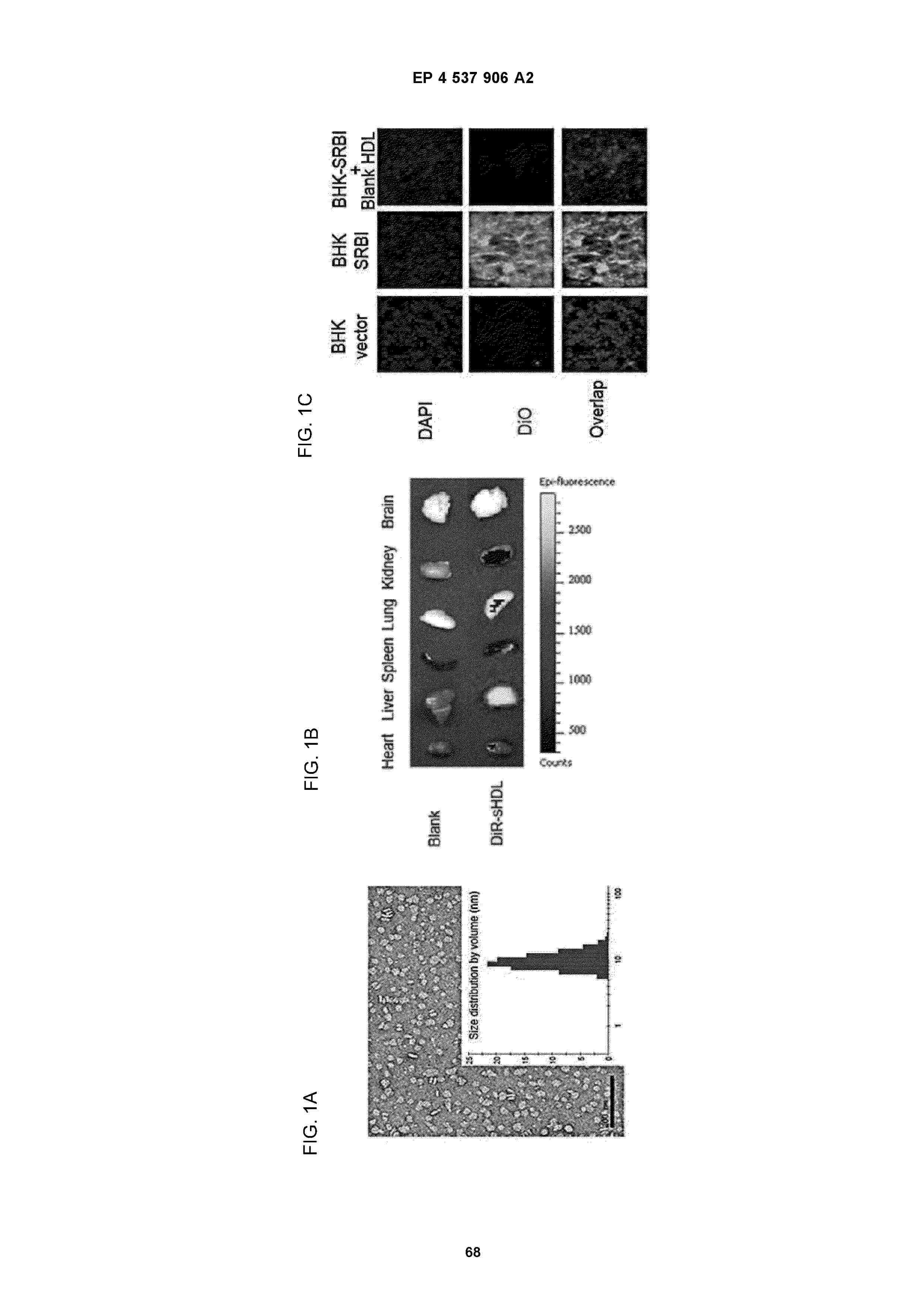 EP_4537906_A2