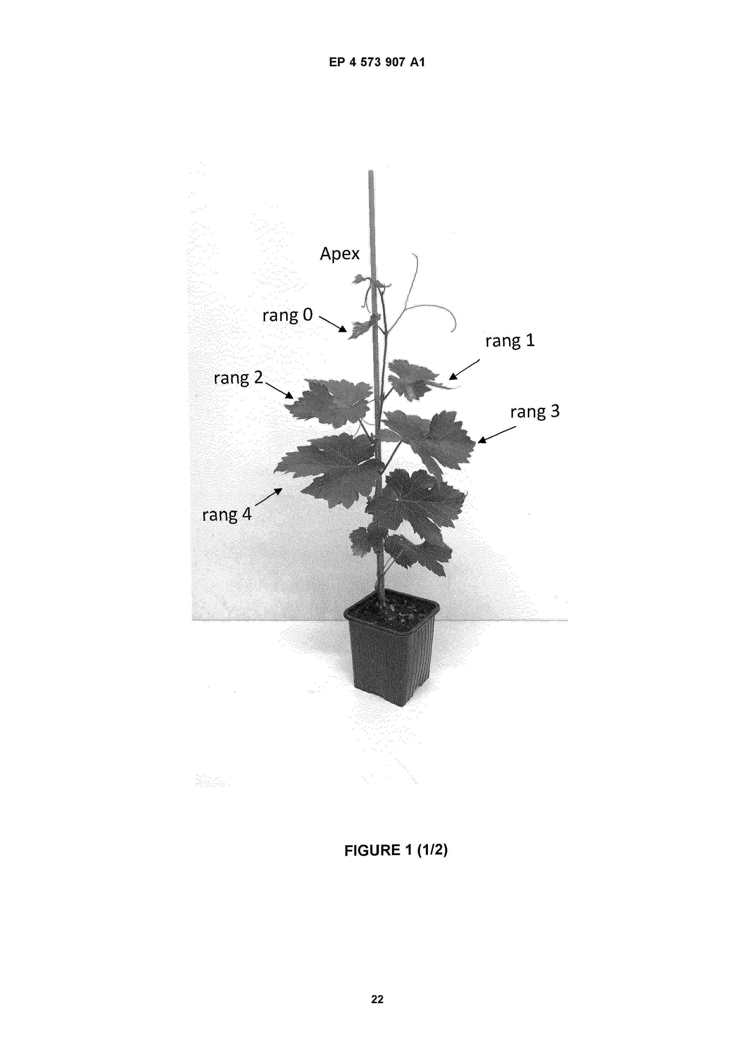 EP_4573907_A1