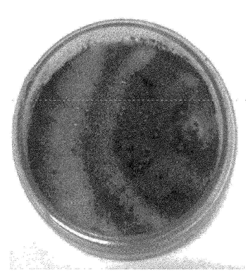 EP_4578287_PA