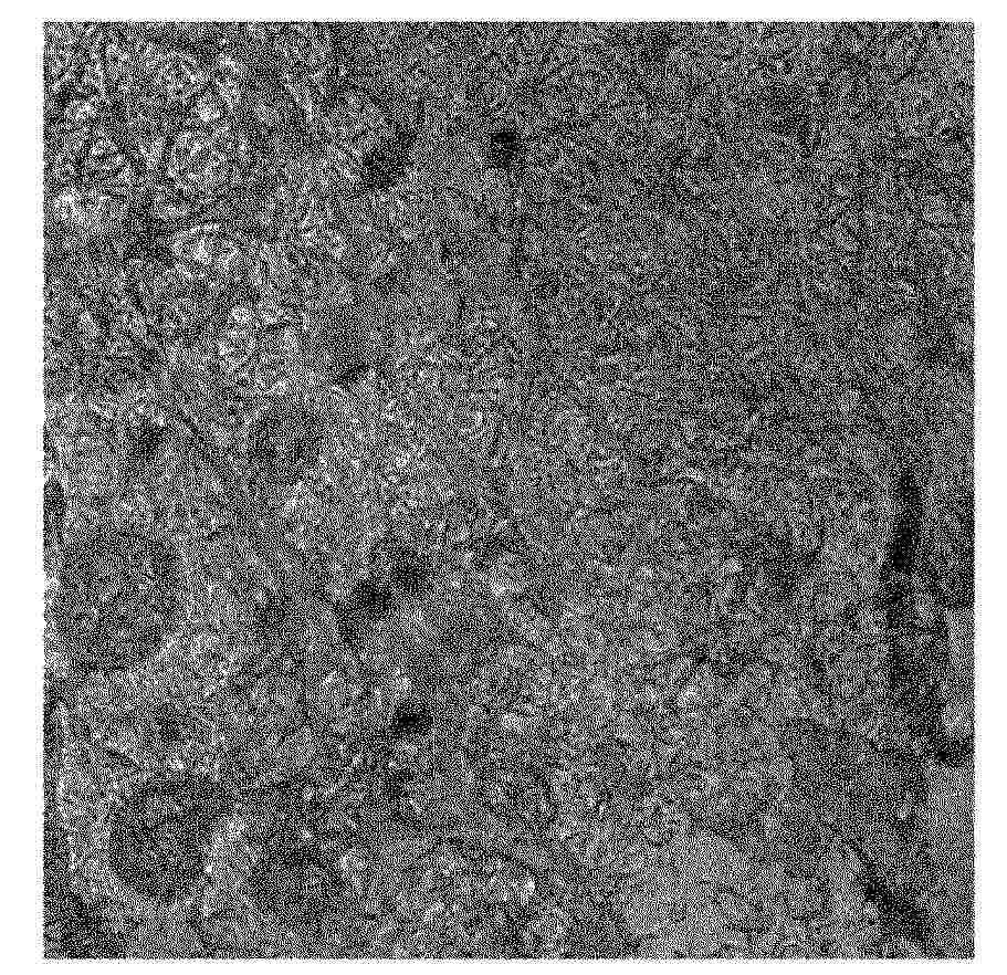 EP_4623901_PA