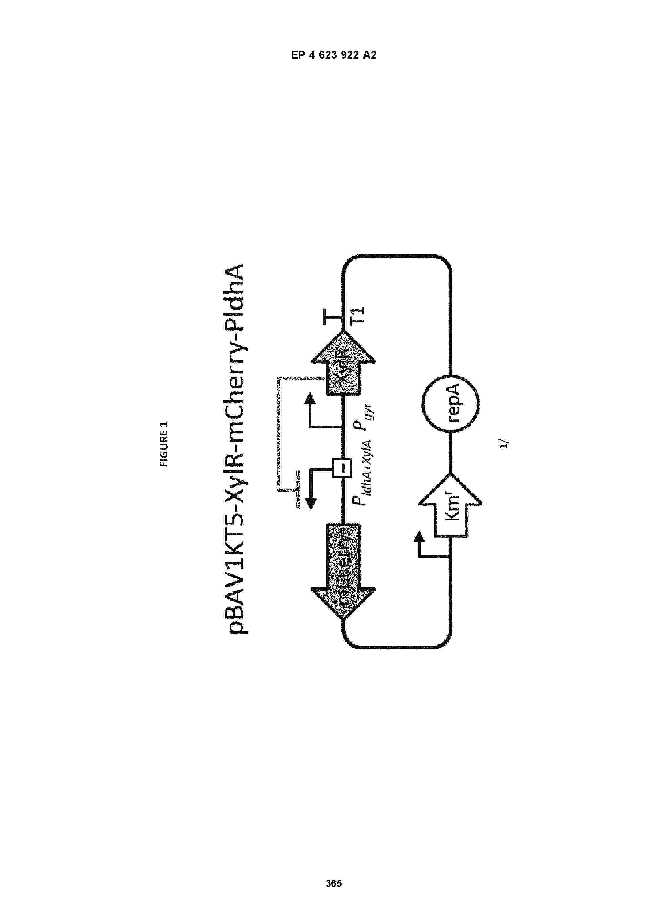 EP_4623922_A2