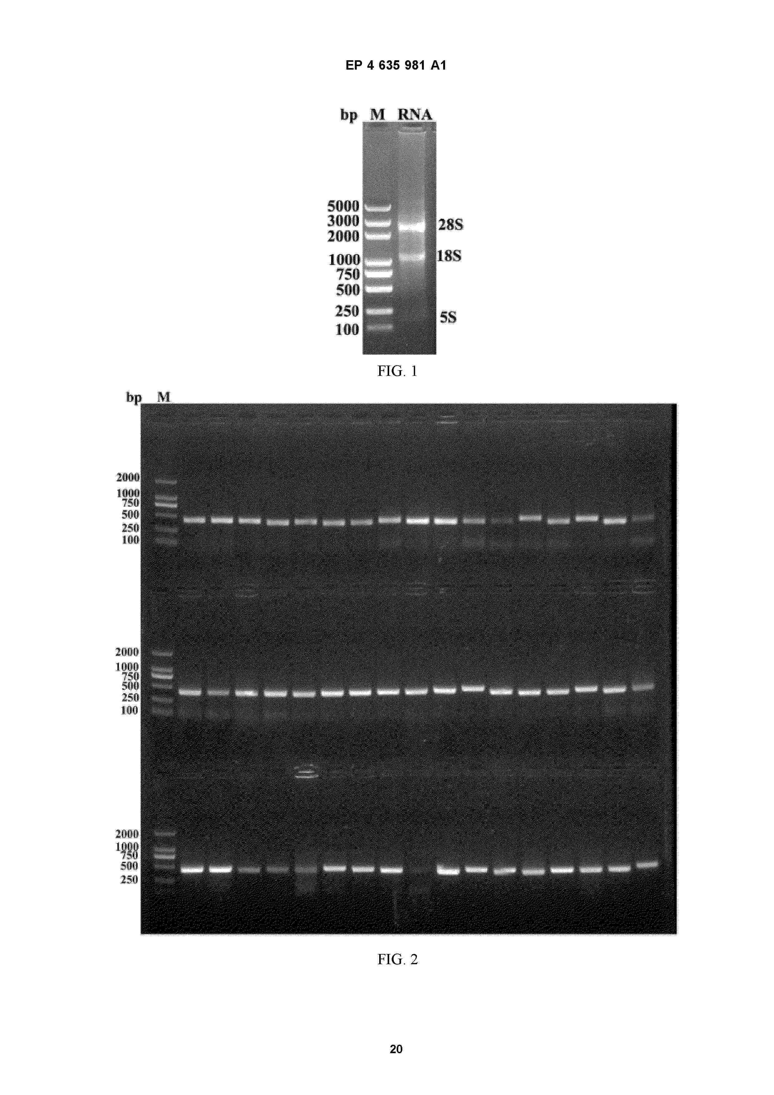 EP_4635981_A1