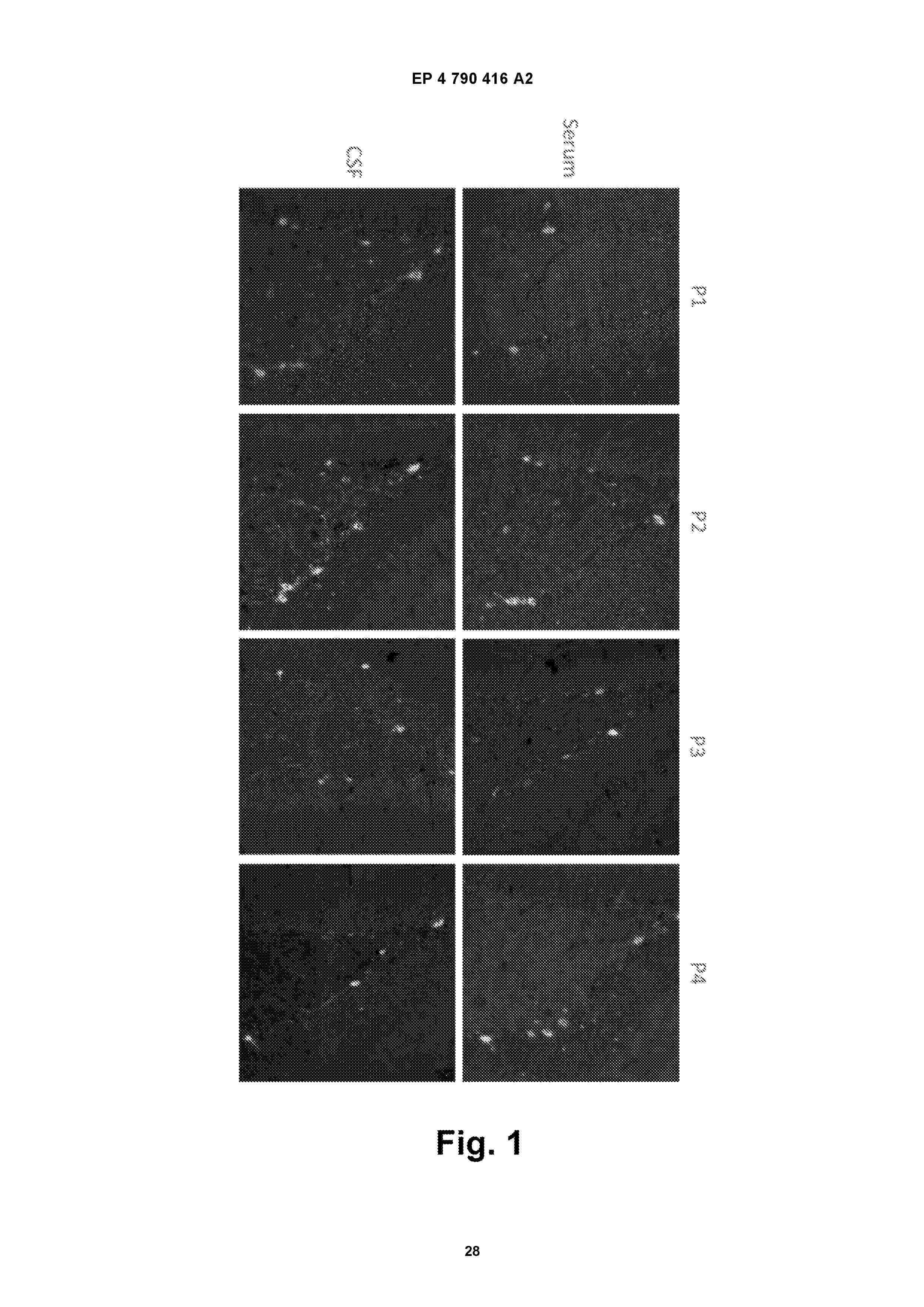 EP_4790416_A2