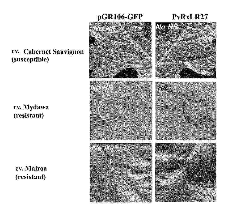 KR_20250094796_PA