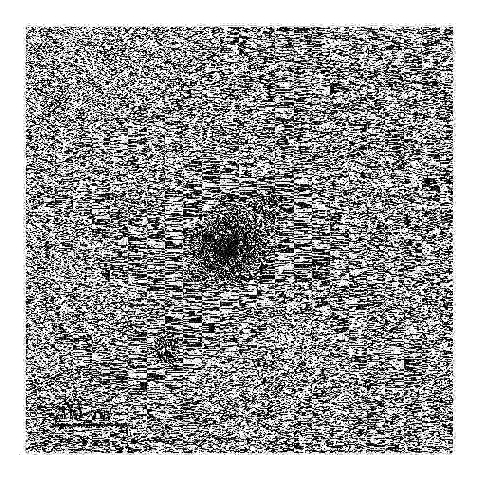 KR_20250131847_PA