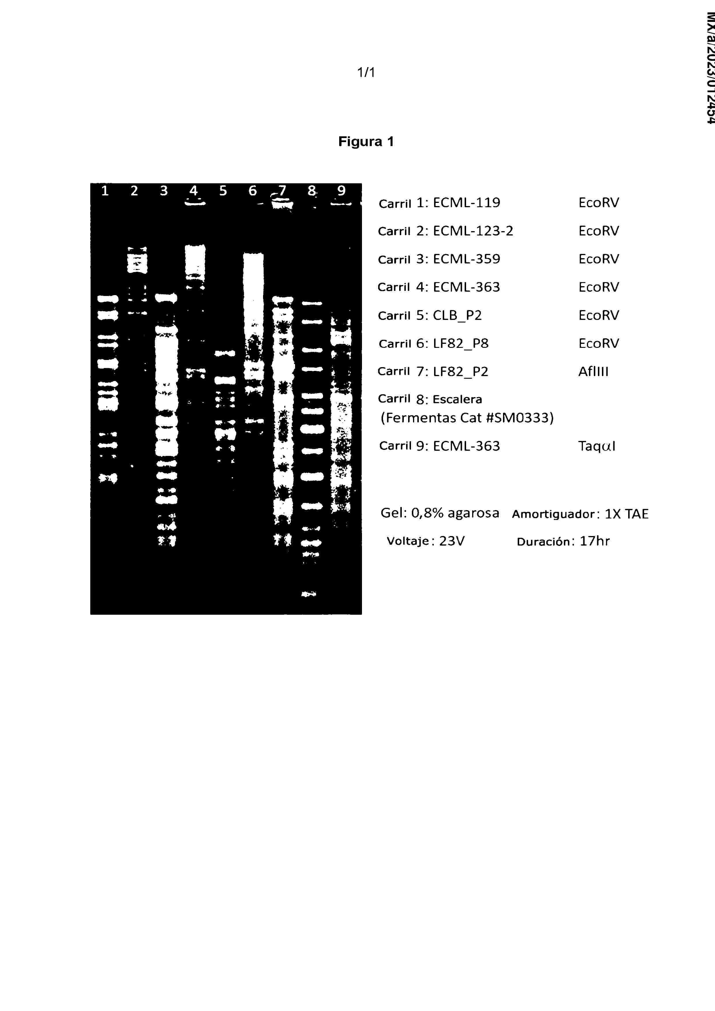 MX_2023012454_A