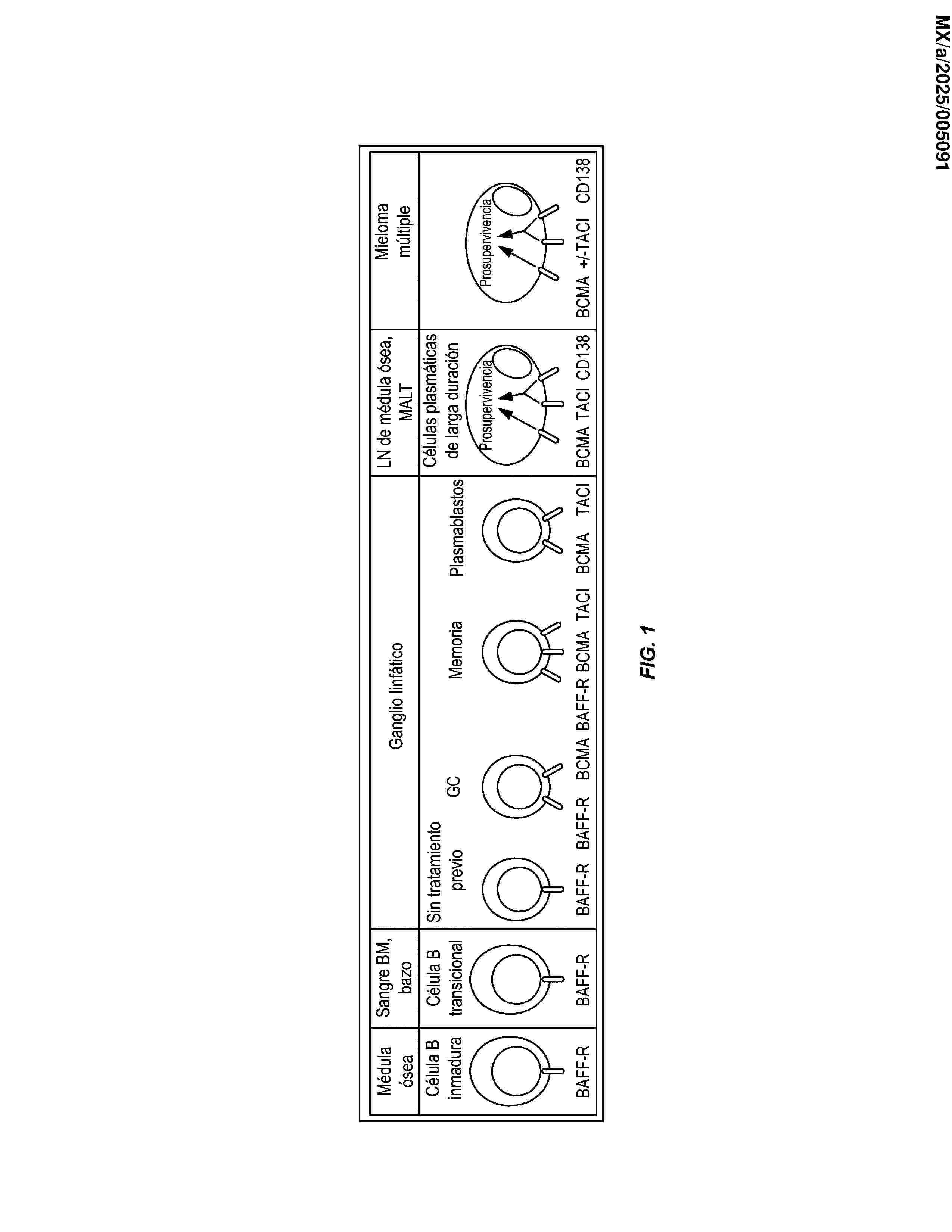 MX_2025005091_A