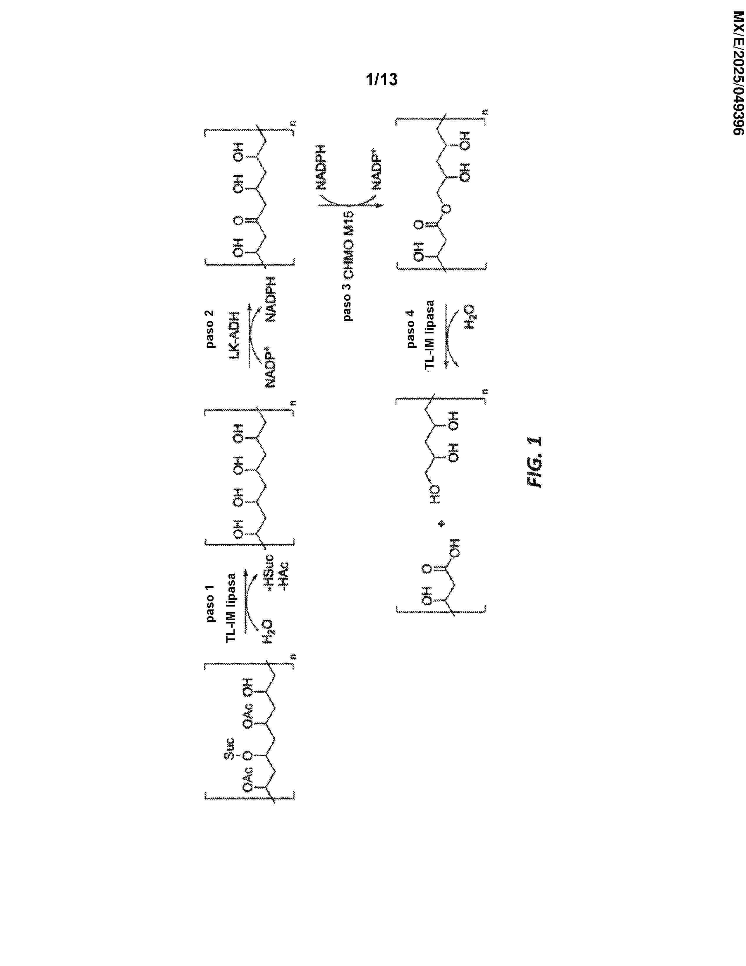 MX_2025005183_A