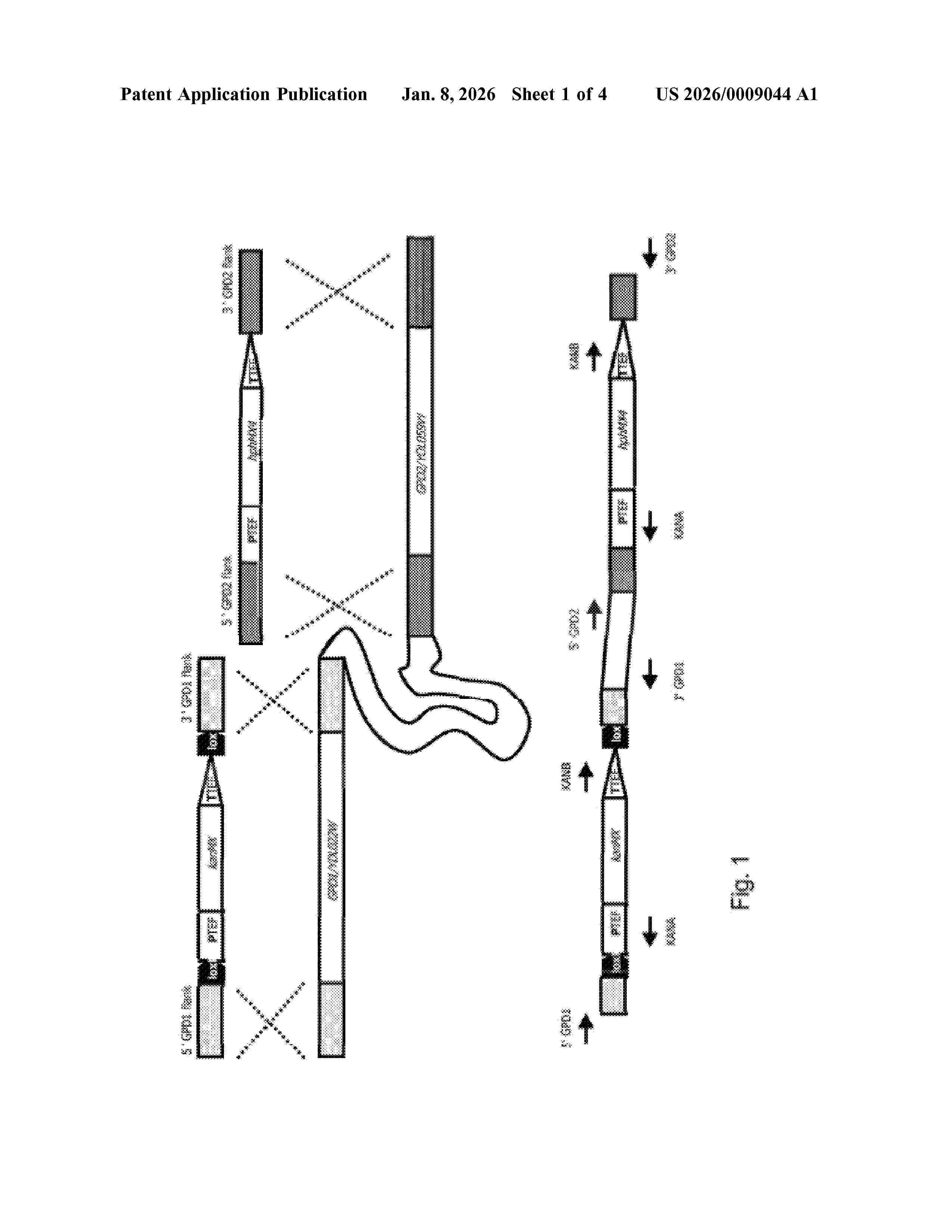 US_20260009044_A1