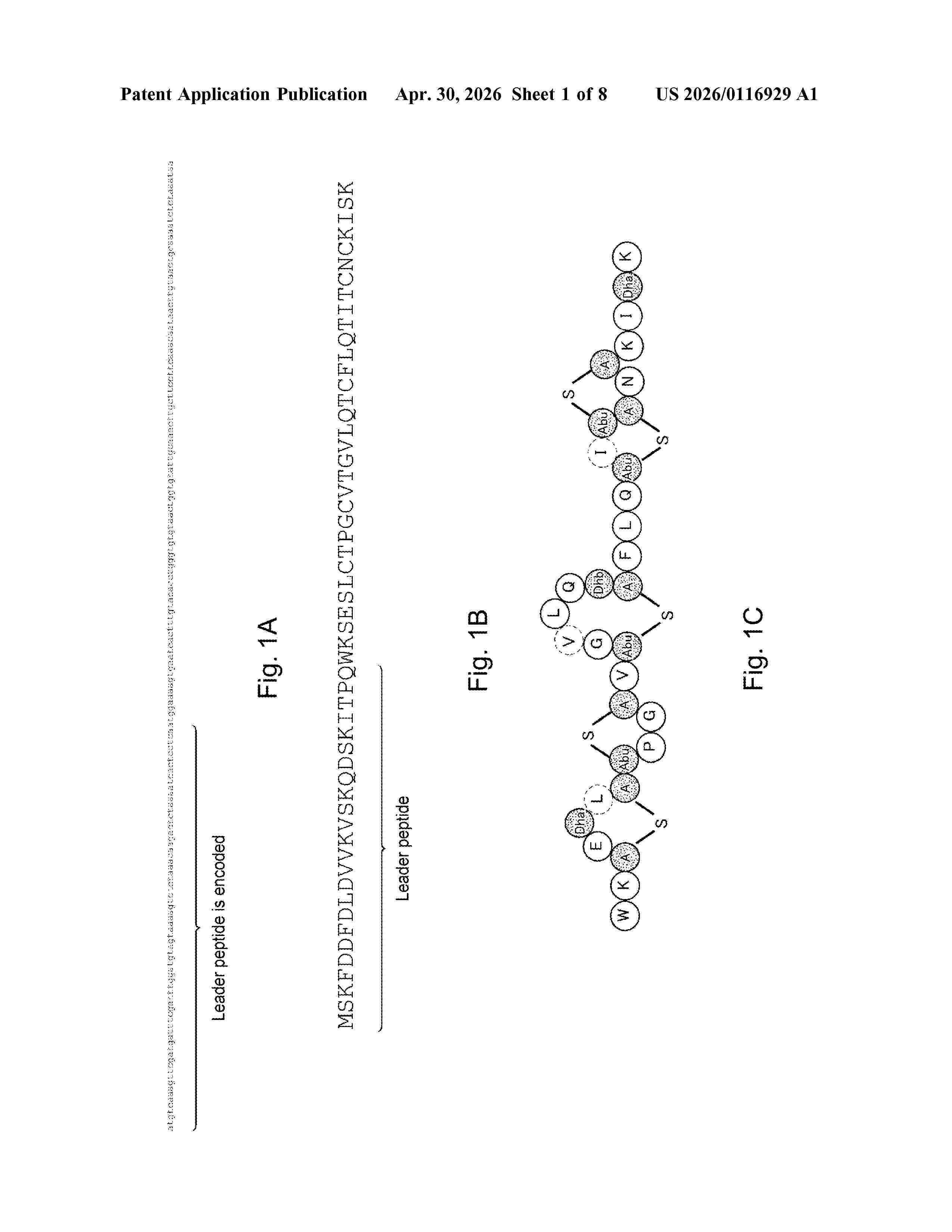 US_20260116929_A1