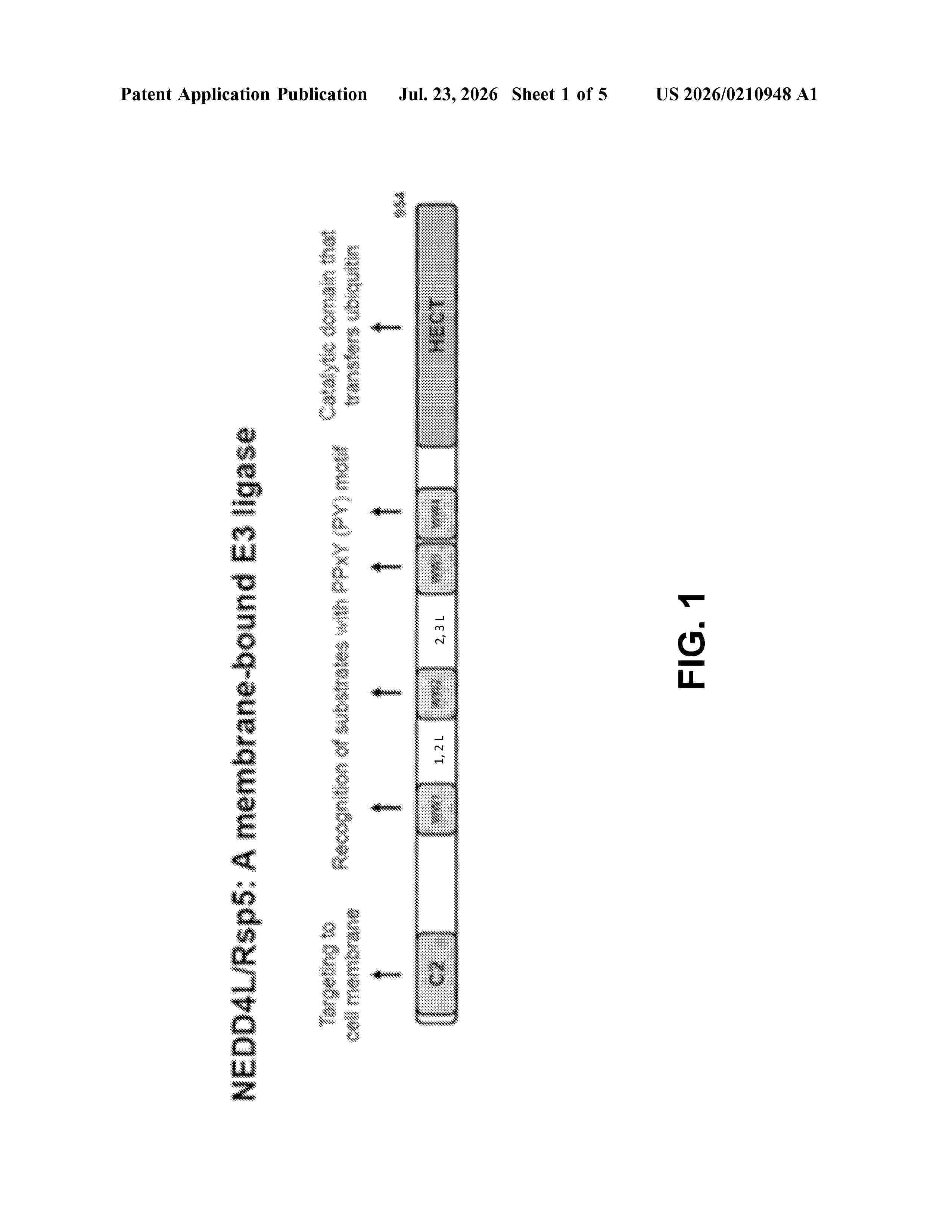 US_20260210948_A1