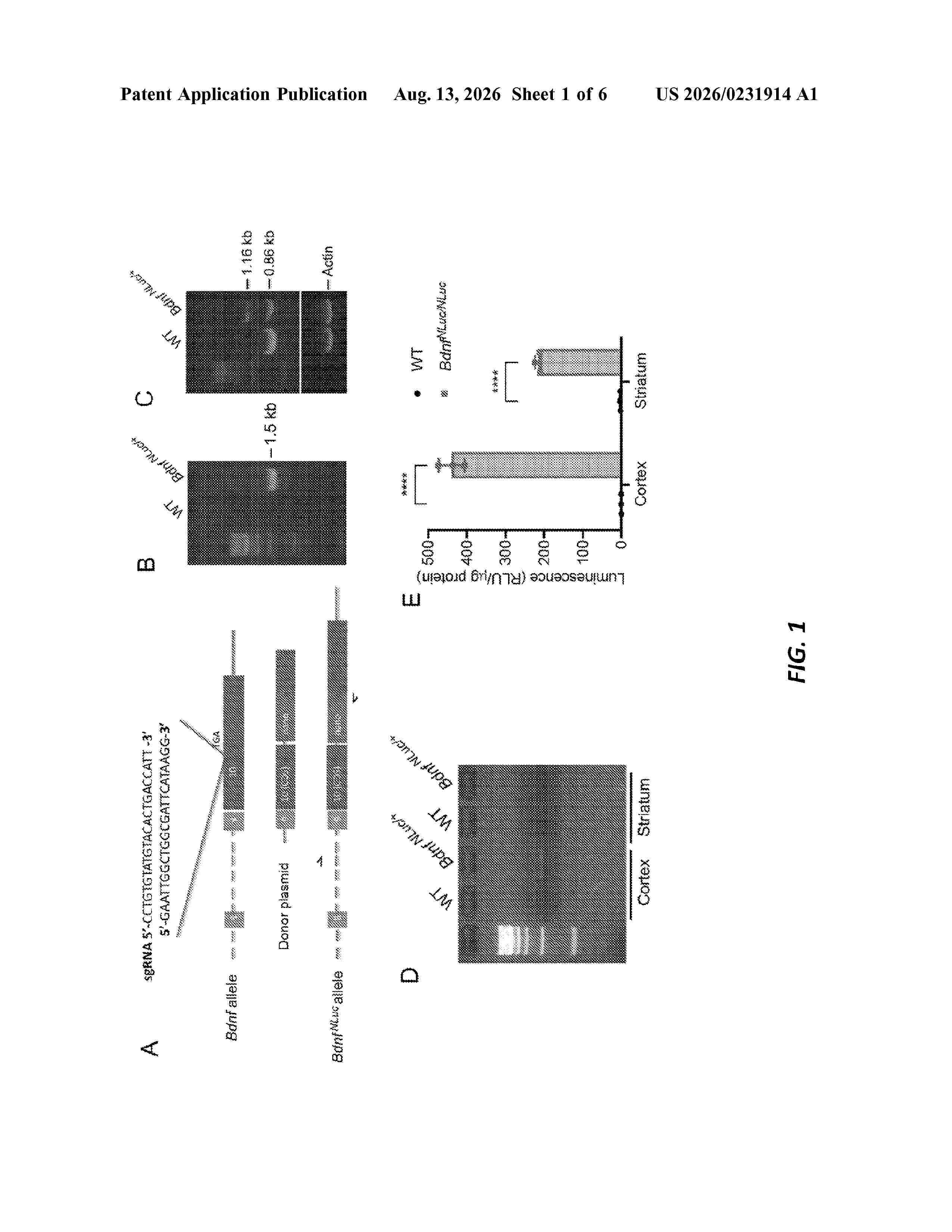 US_20260231914_A1