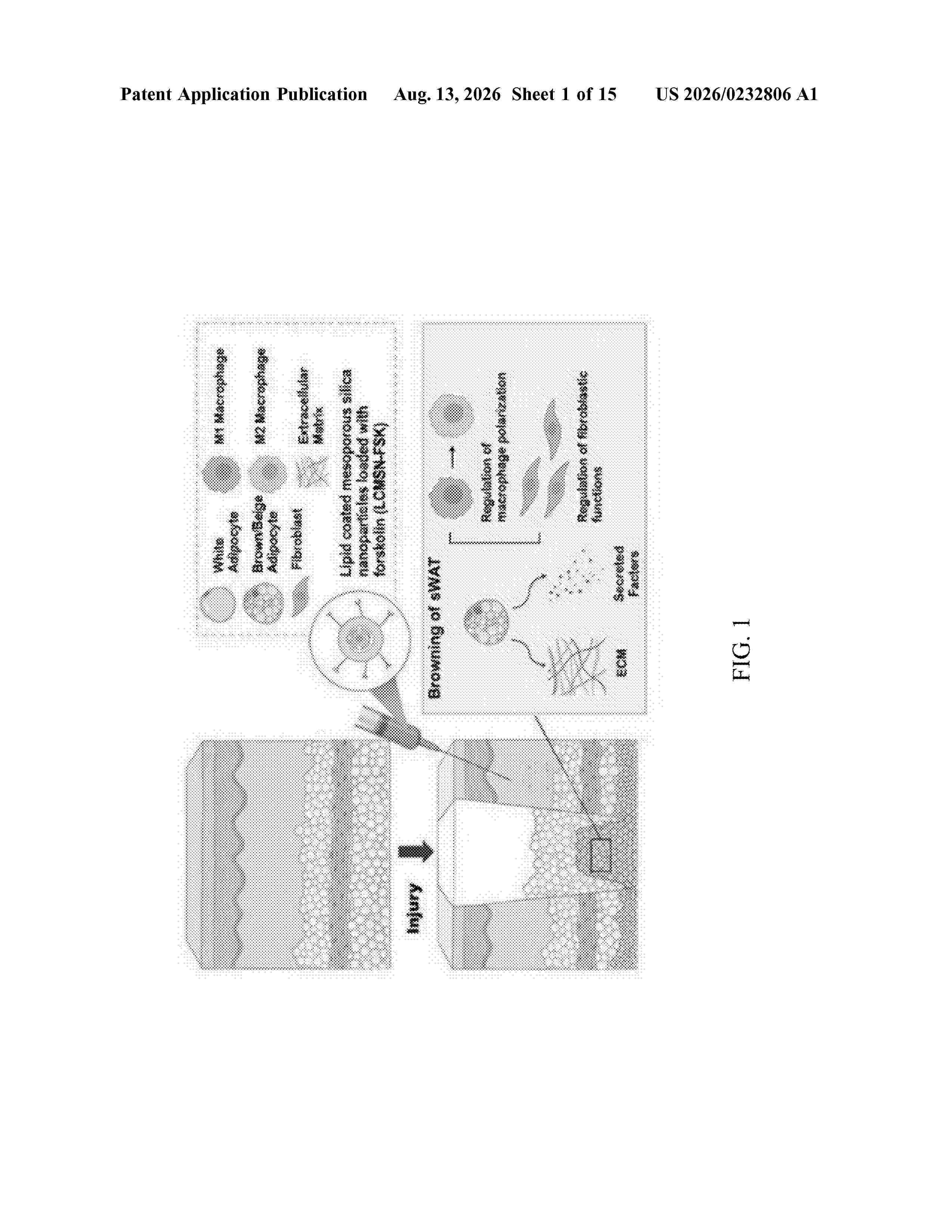 US_20260232806_A1