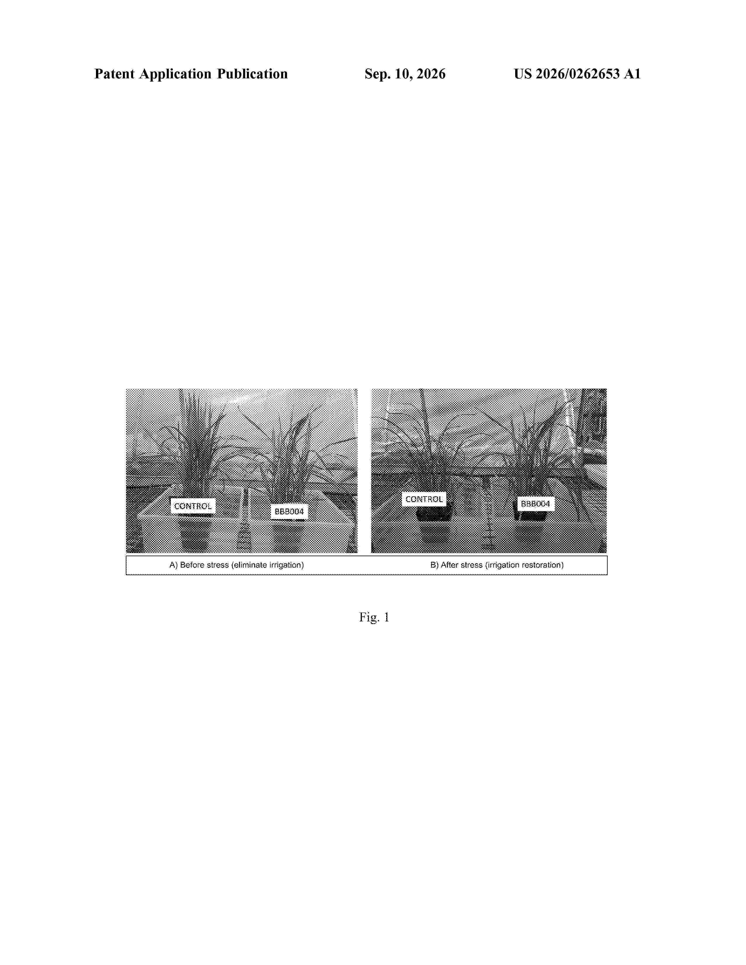 US_20260262653_A1