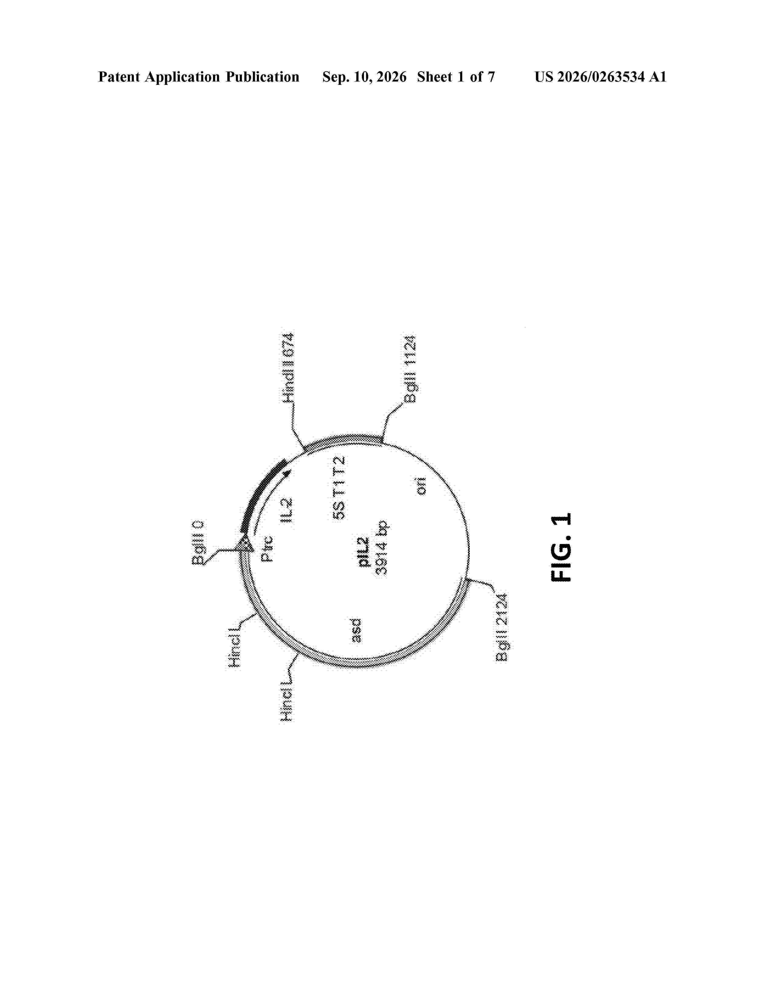 US_20260263534_A1