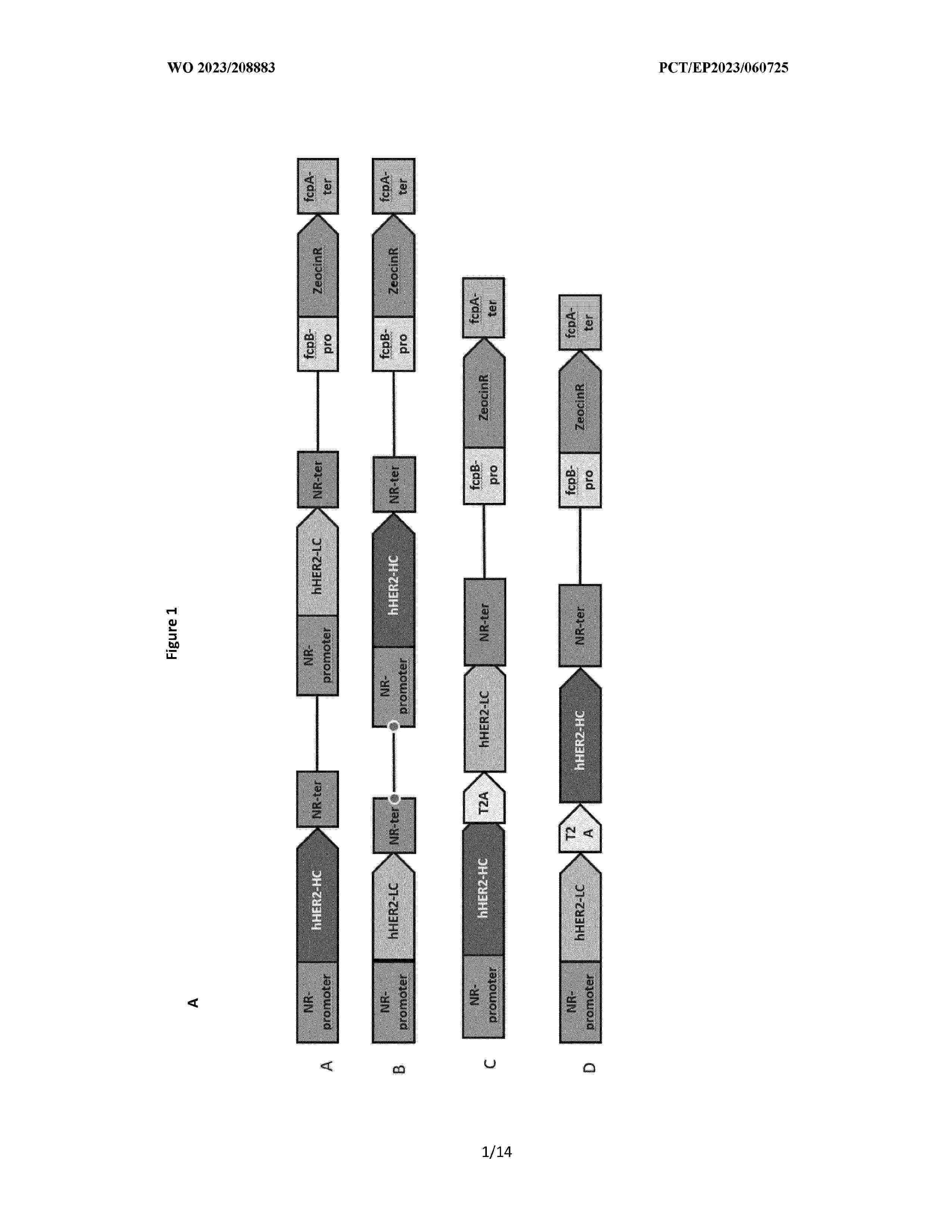 WO_2023208883_A1