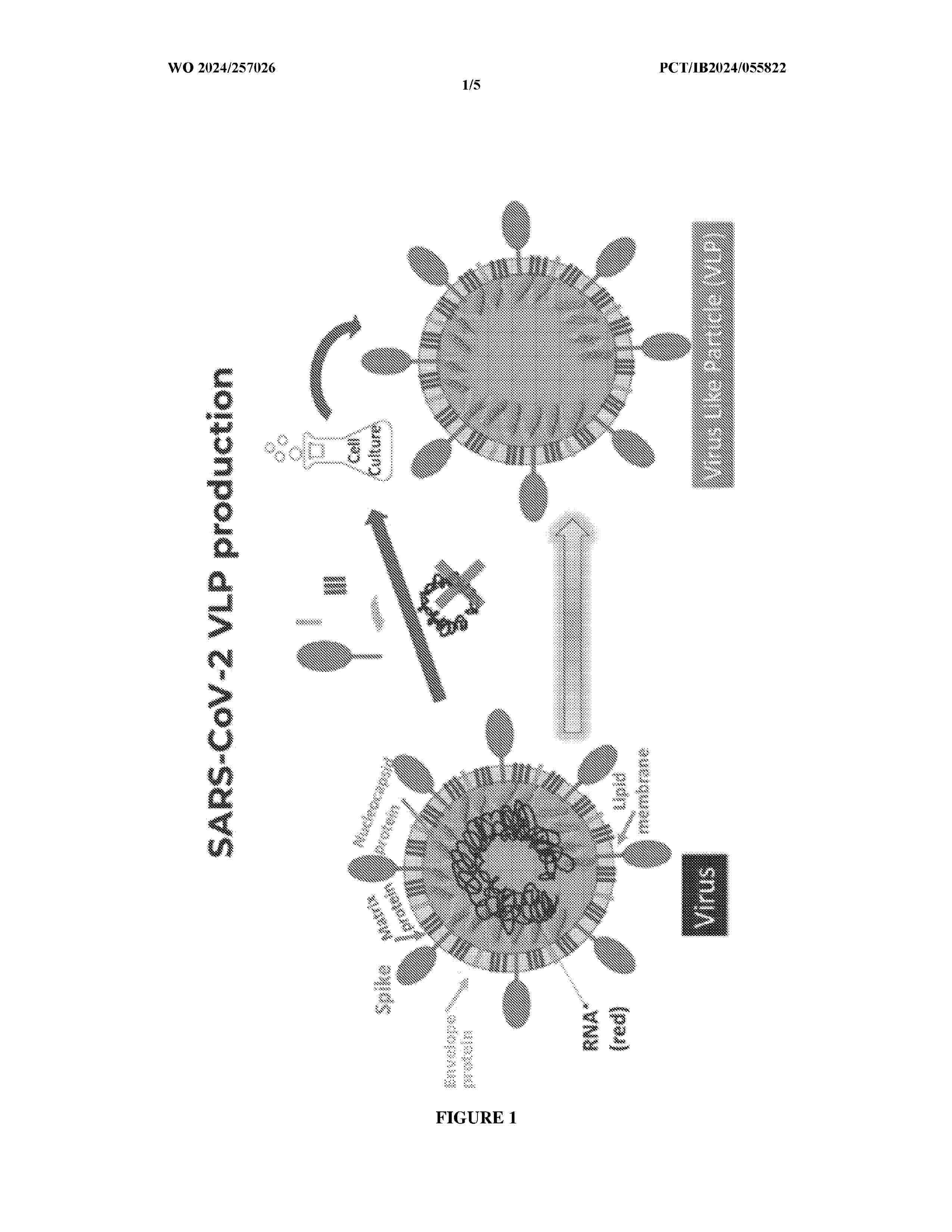 WO_2024257026_A1