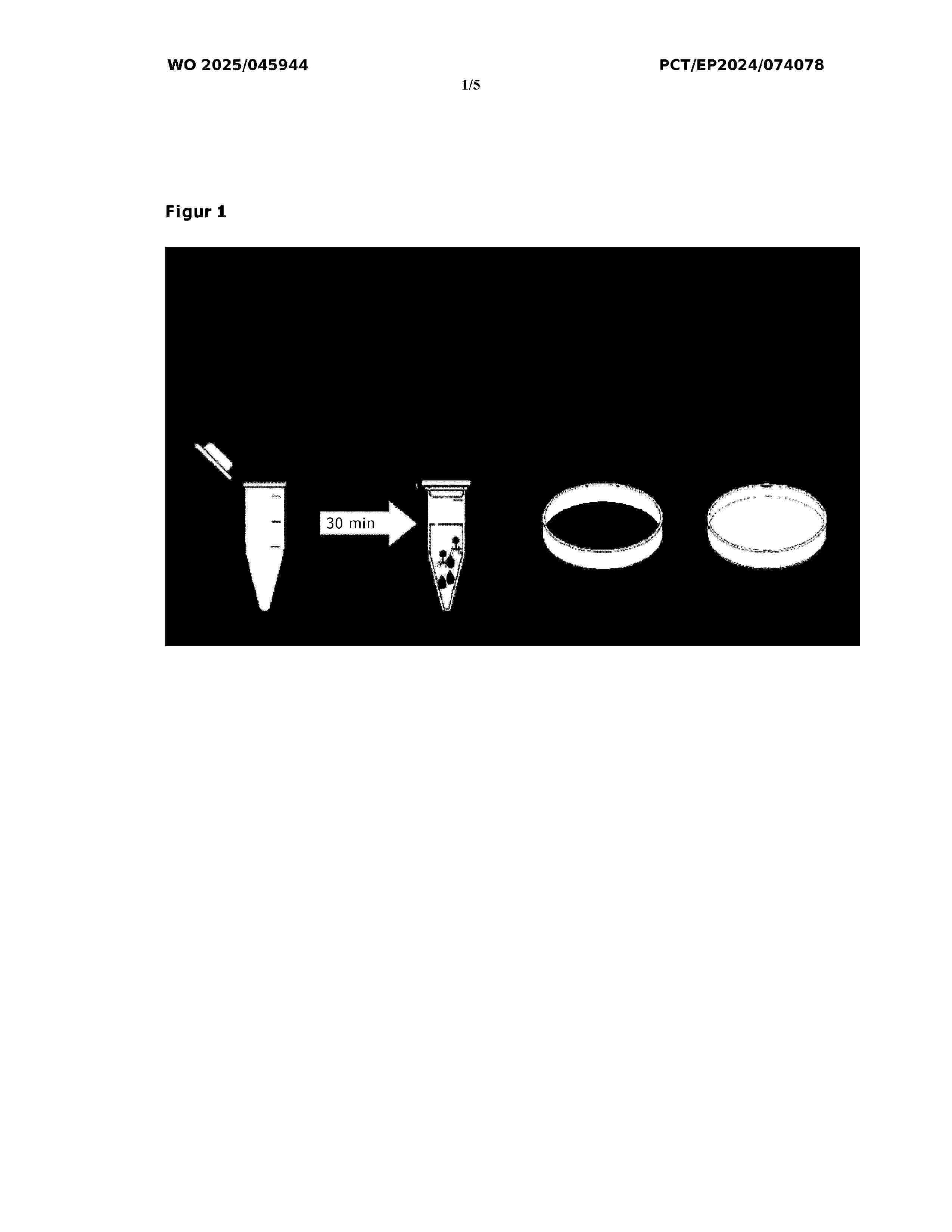 WO_2025045944_A1