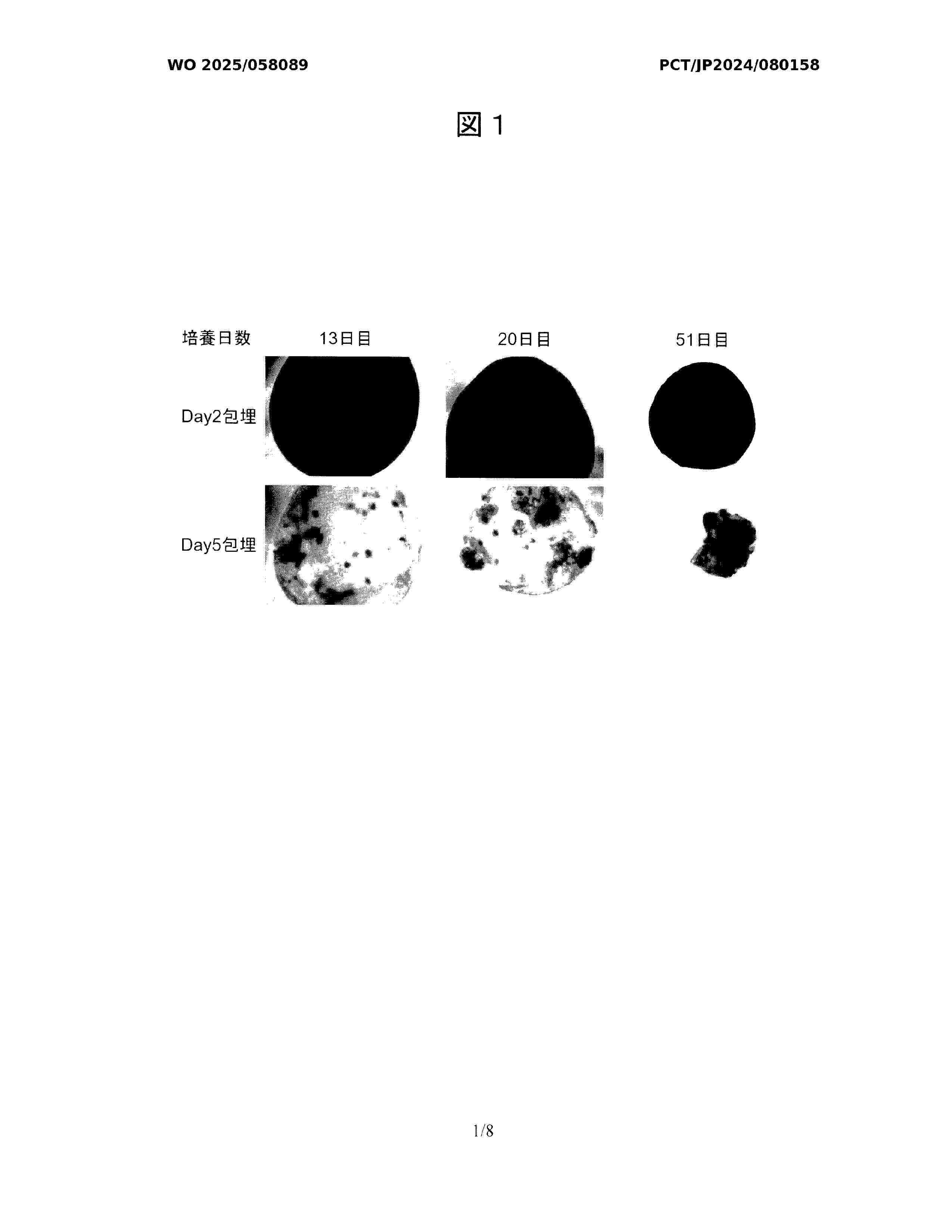 WO_2025058089_A1