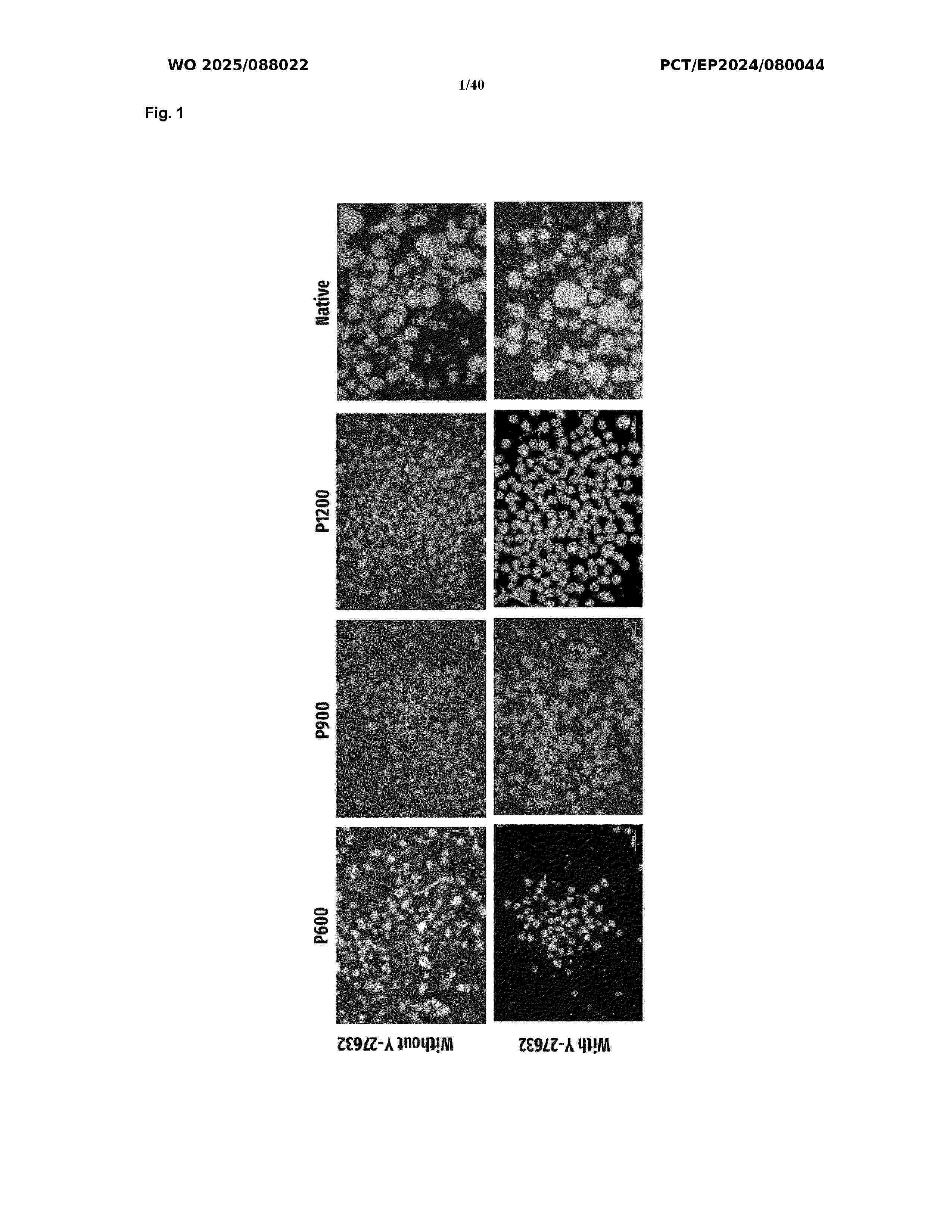 WO_2025088022_A1