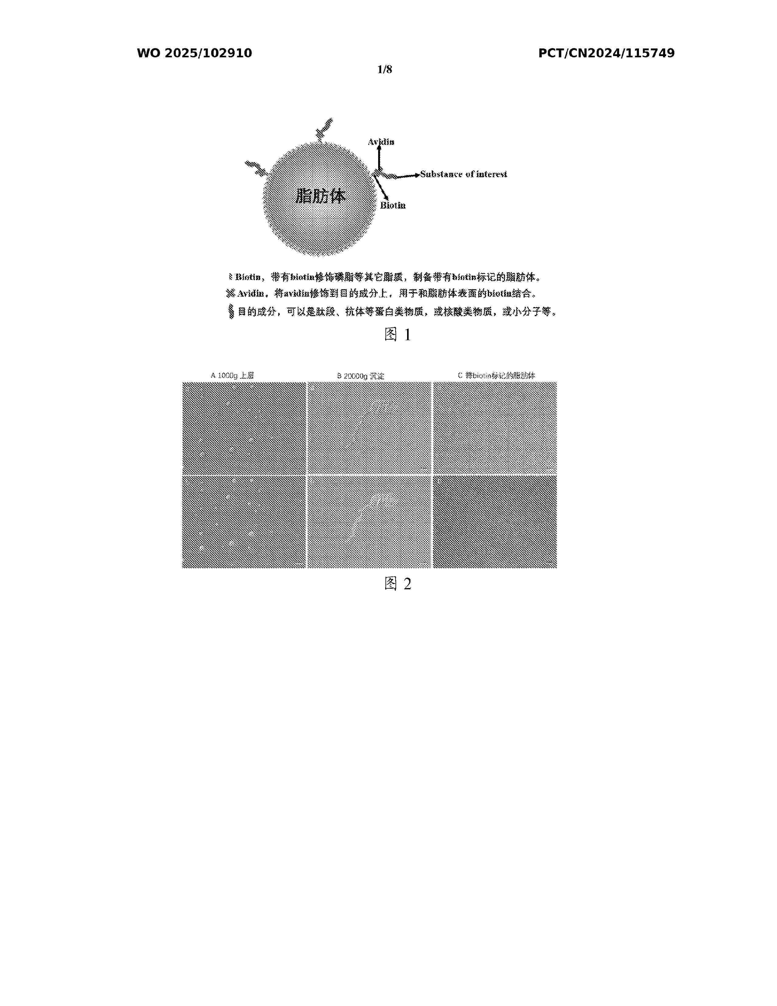 WO_2025102910_A1