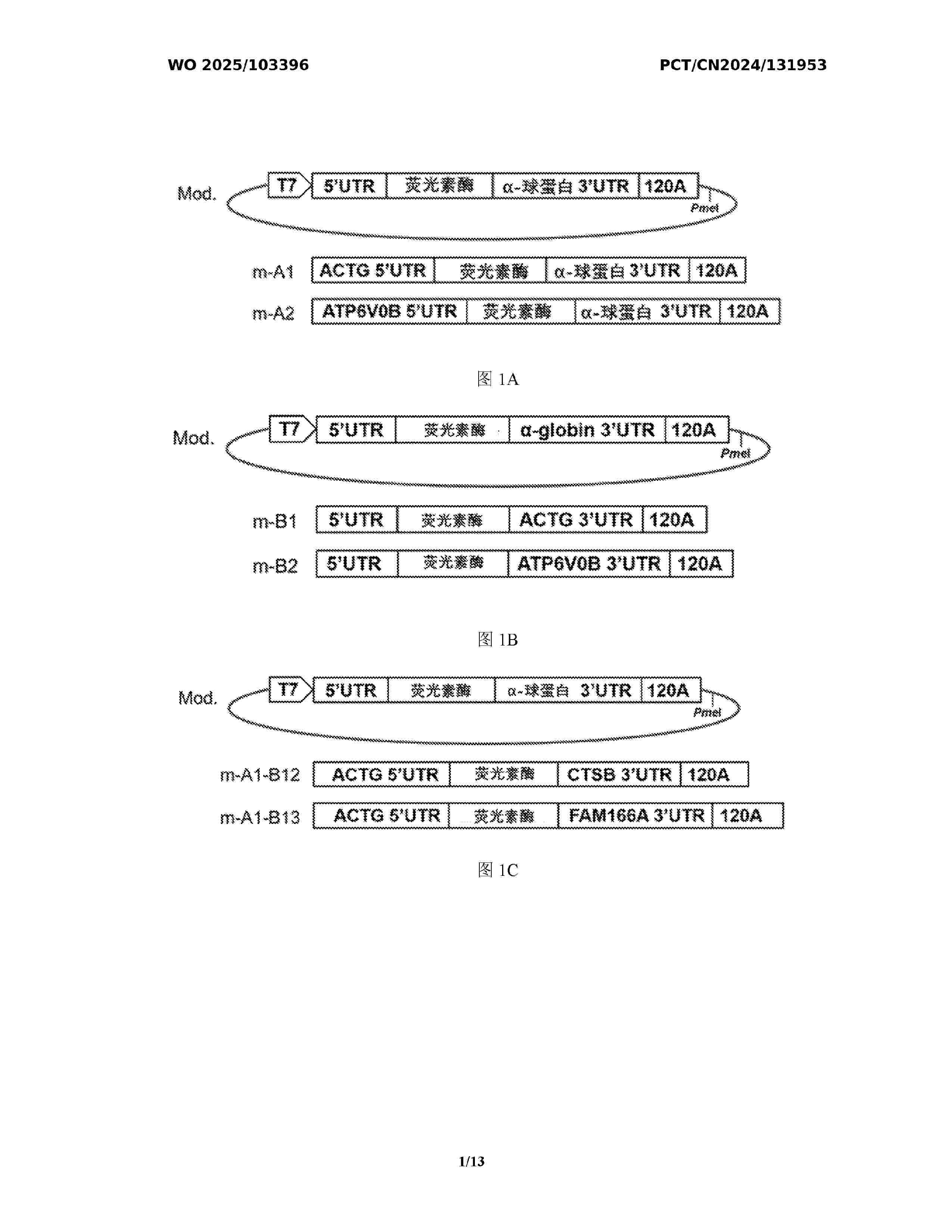 WO_2025103396_A1
