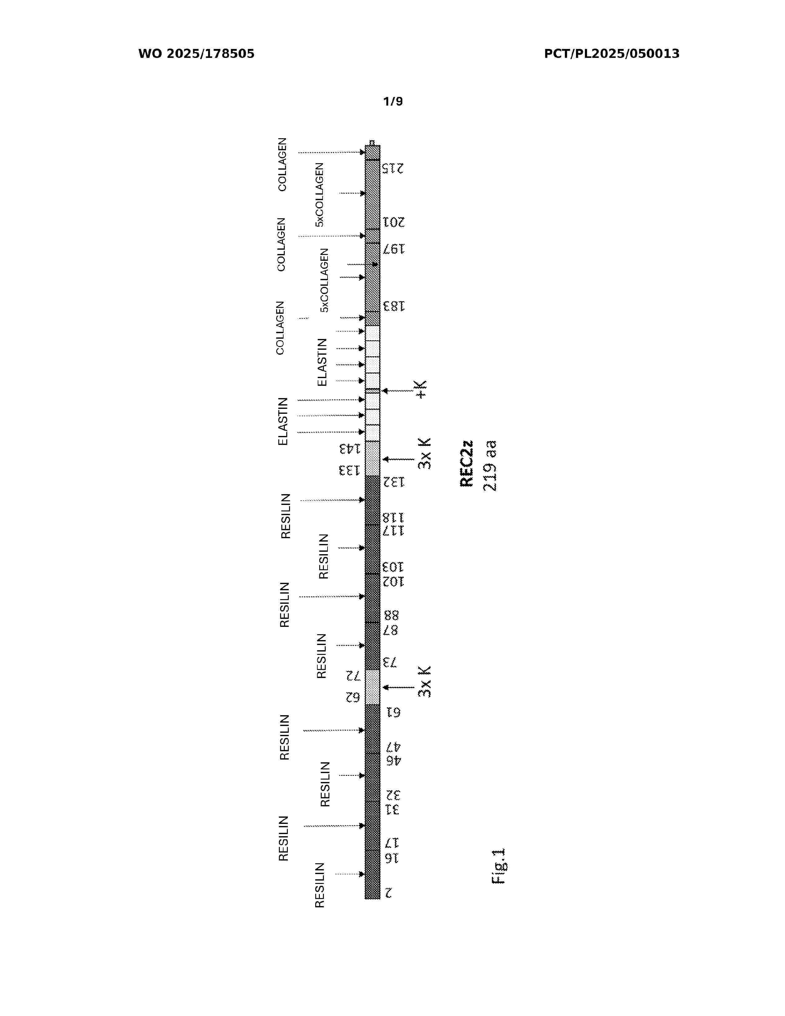 WO_2025178505_A1