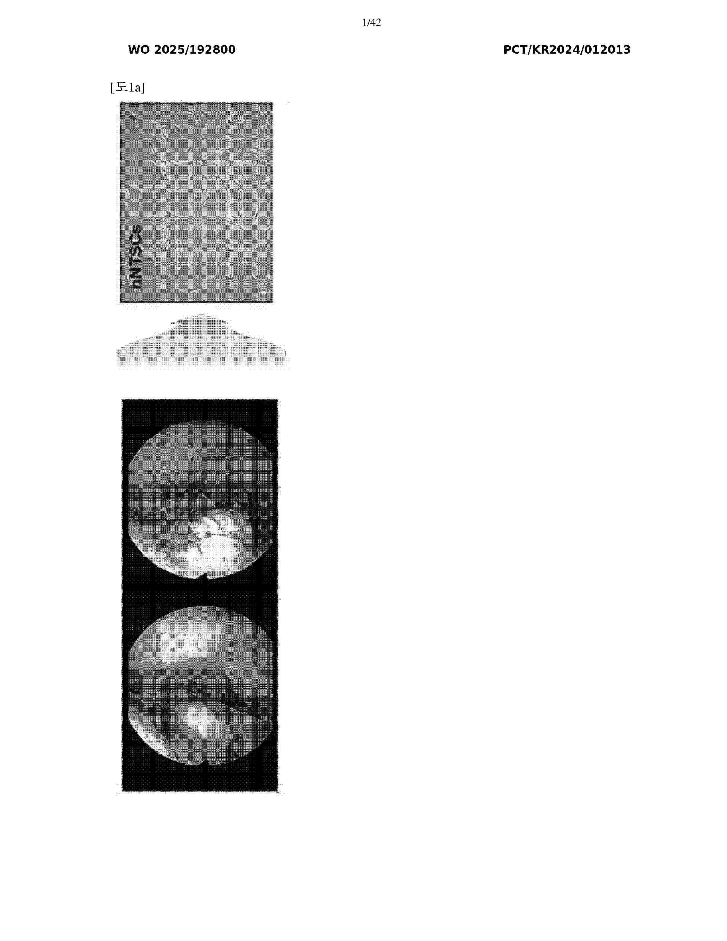 WO_2025192800_A1