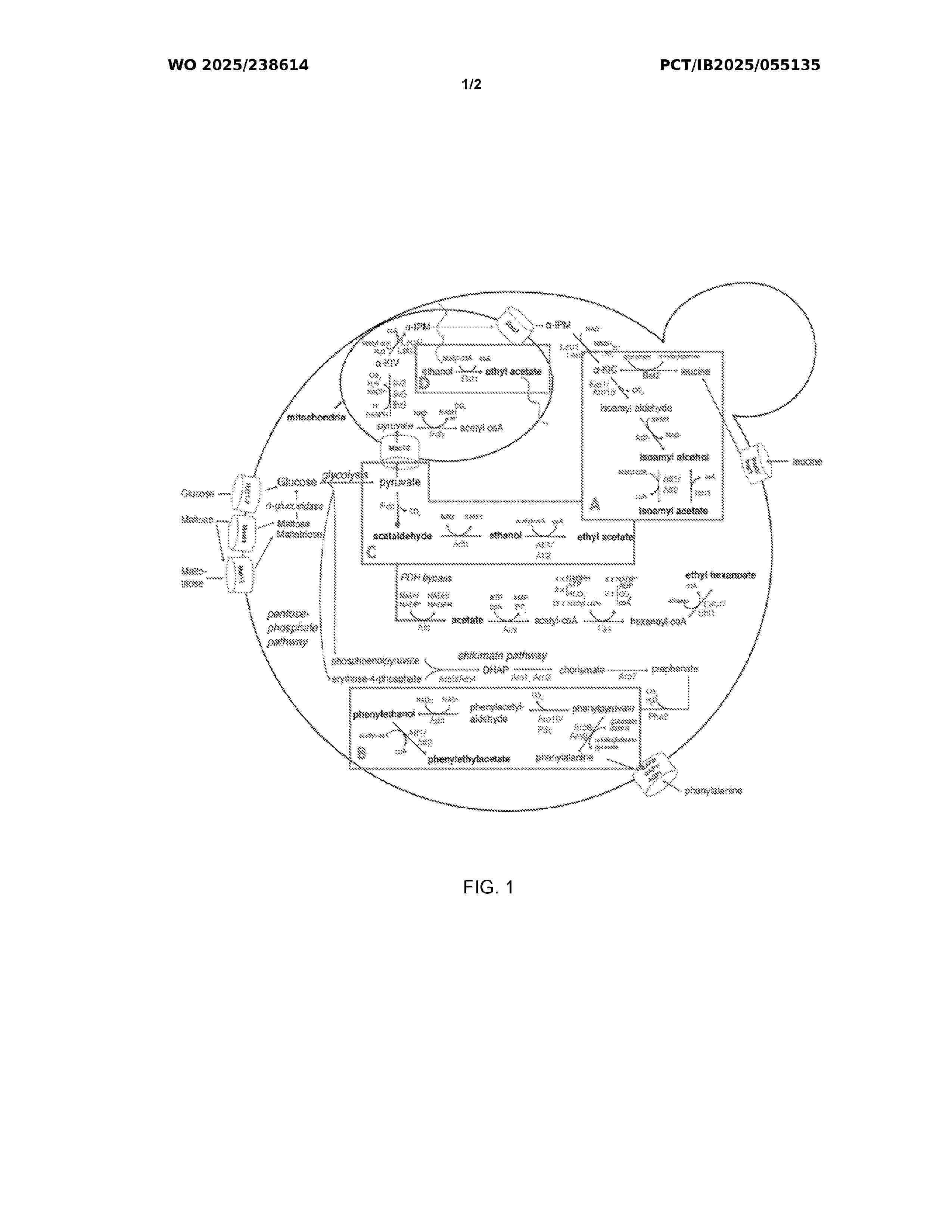 WO_2025238614_A1