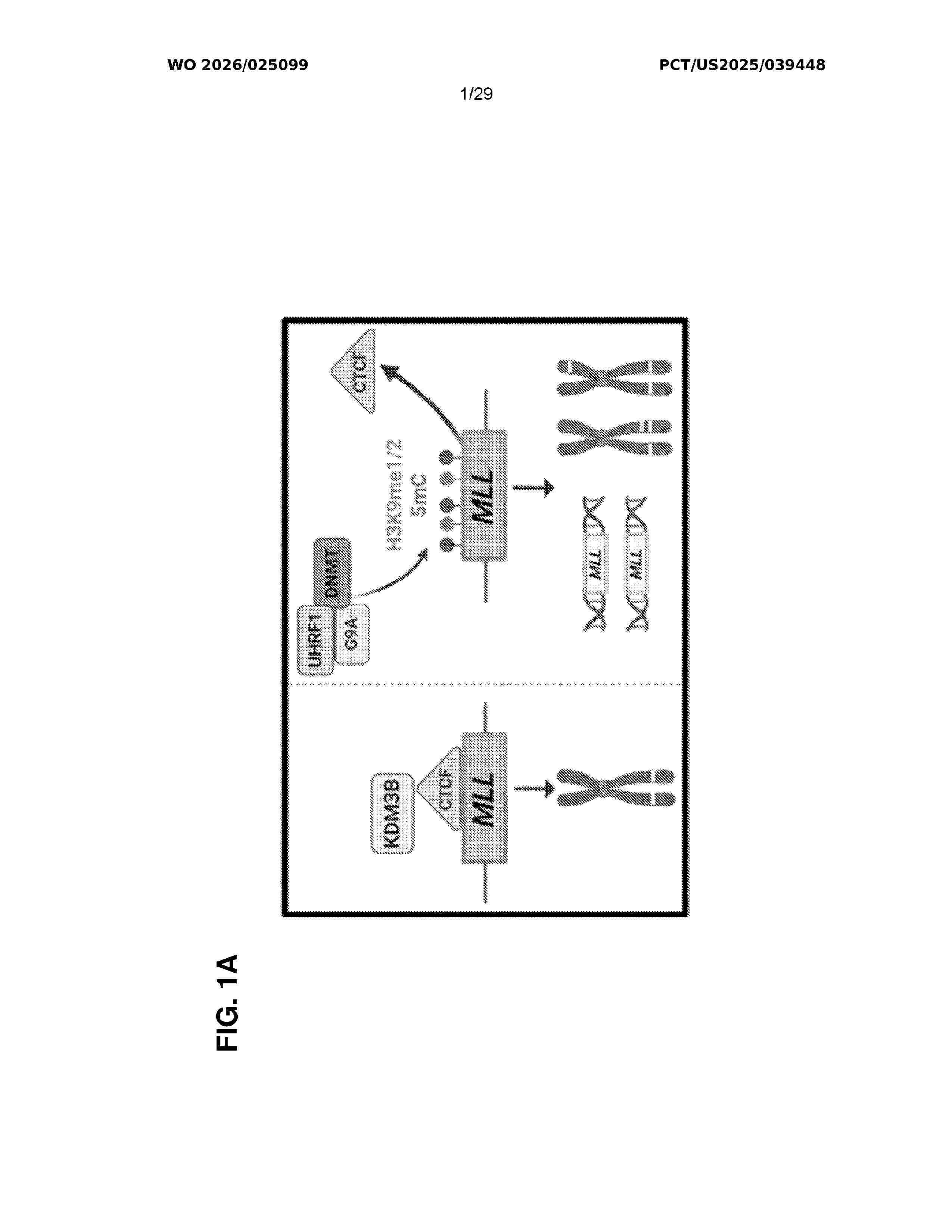 WO_2026025099_A1