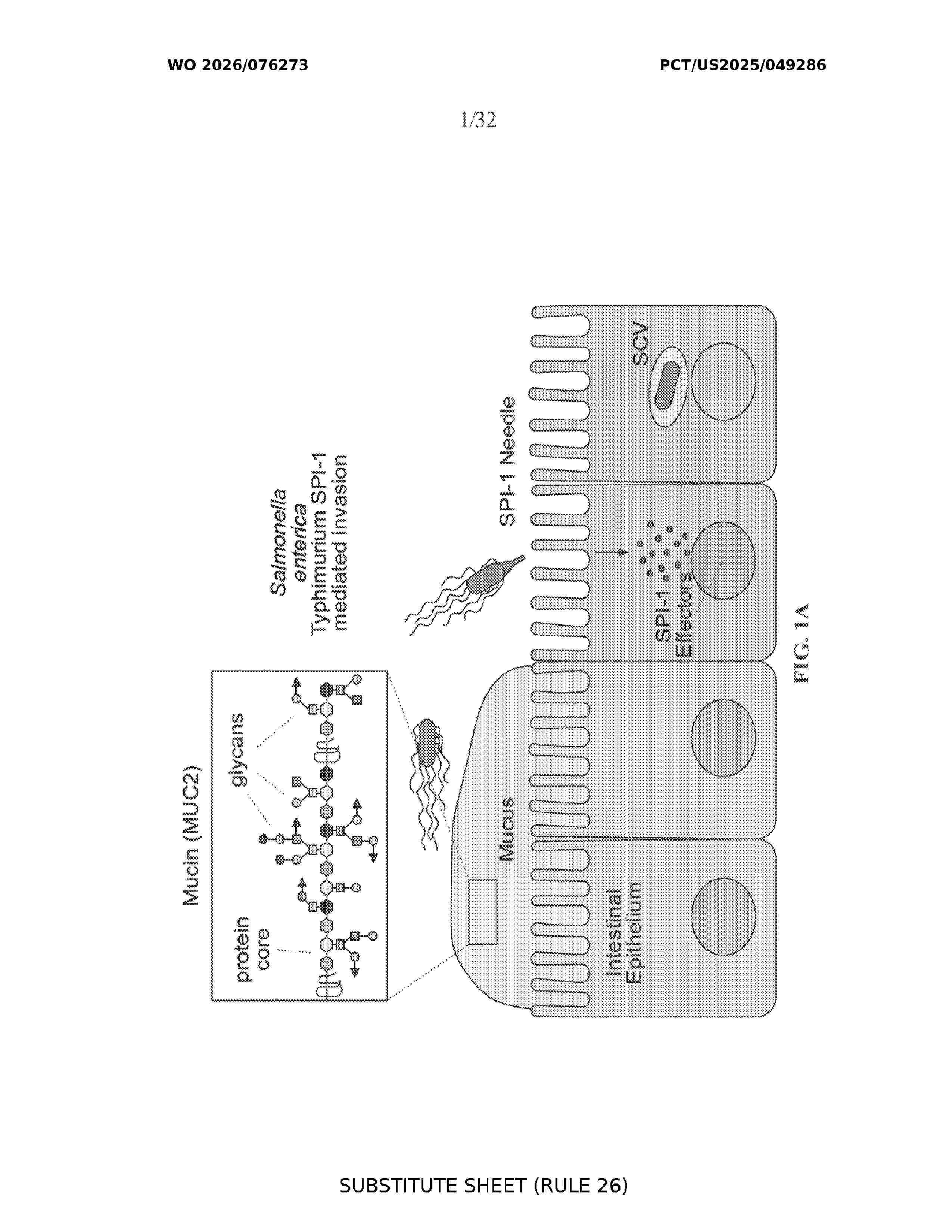 WO_2026076273_A1