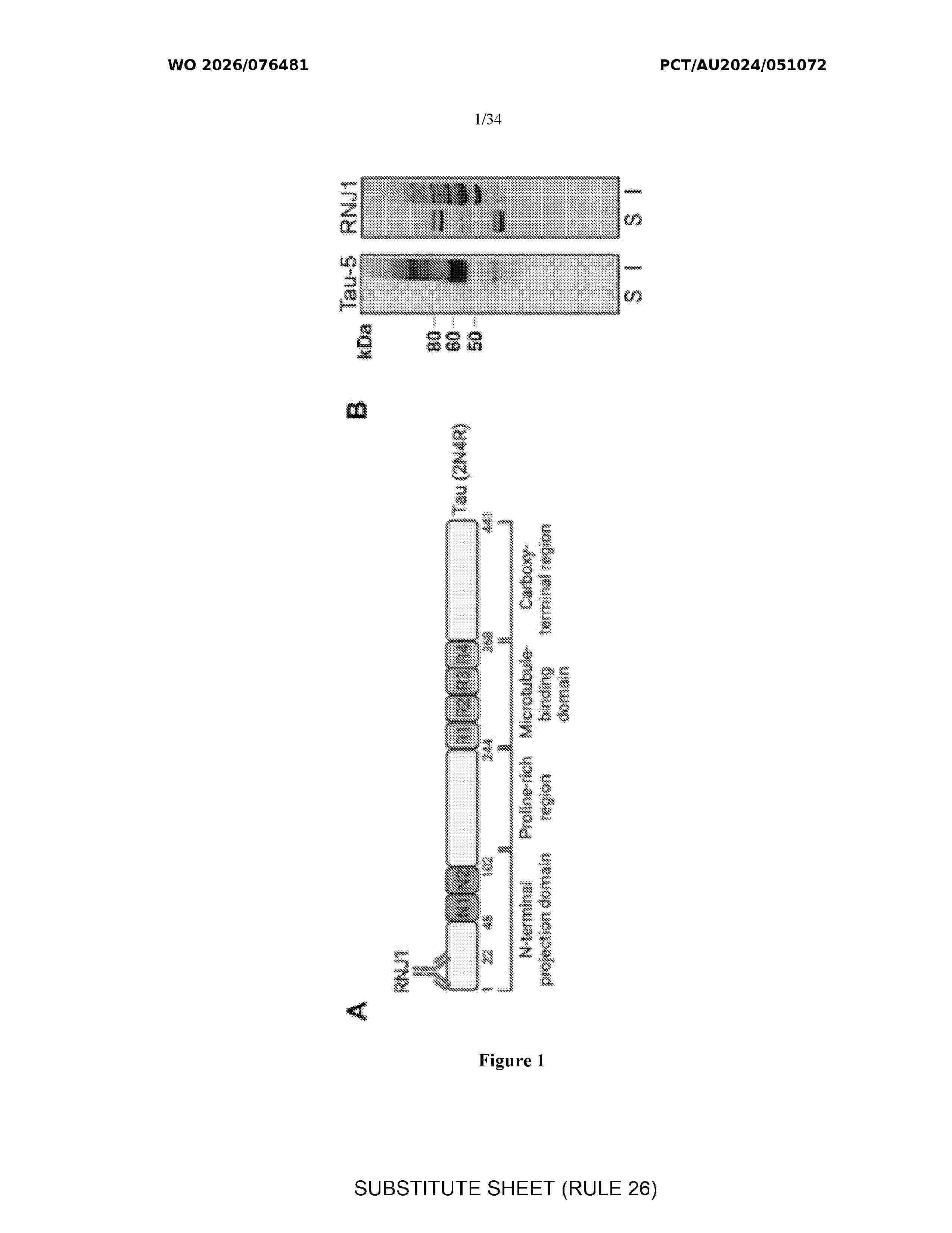 WO_2026076481_A1