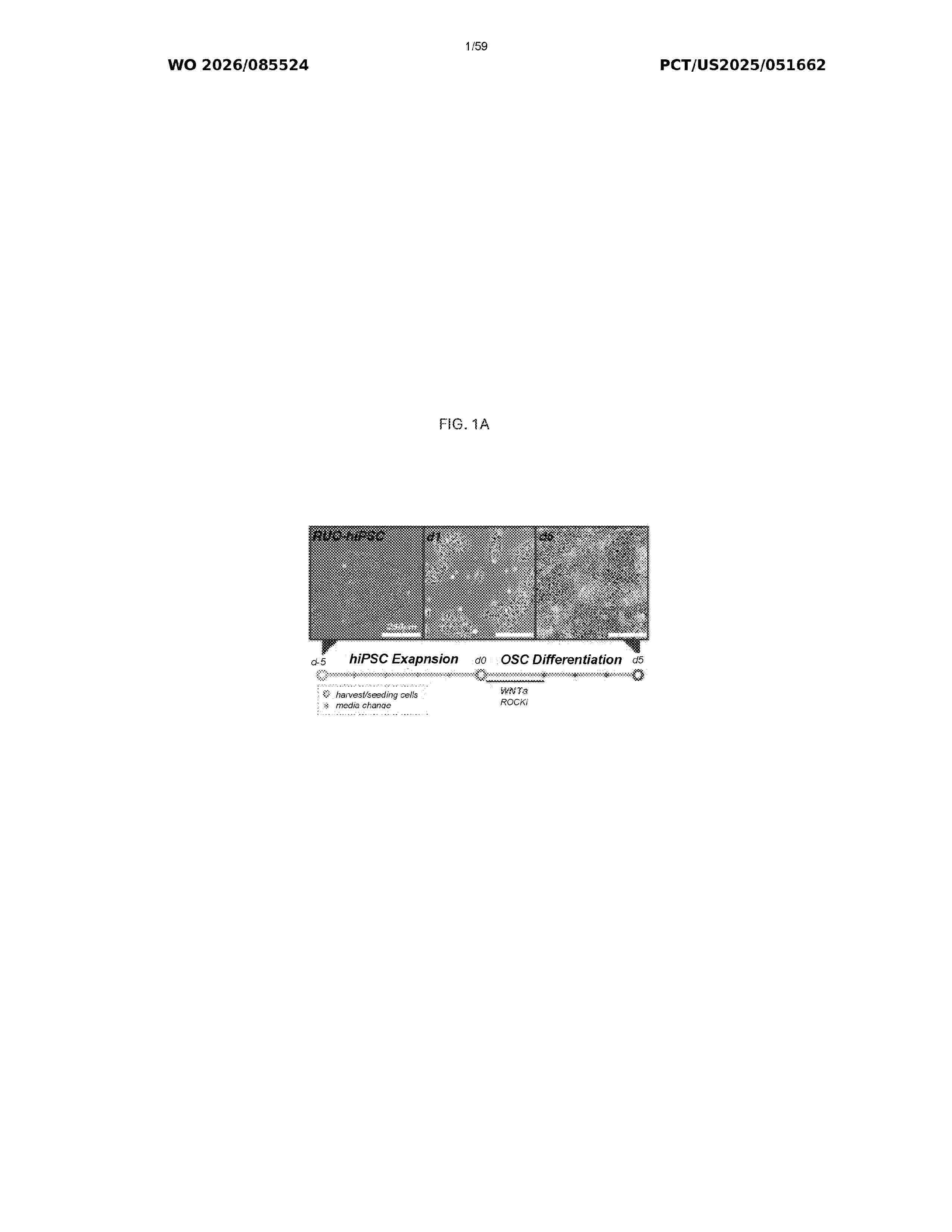 WO_2026085524_A1