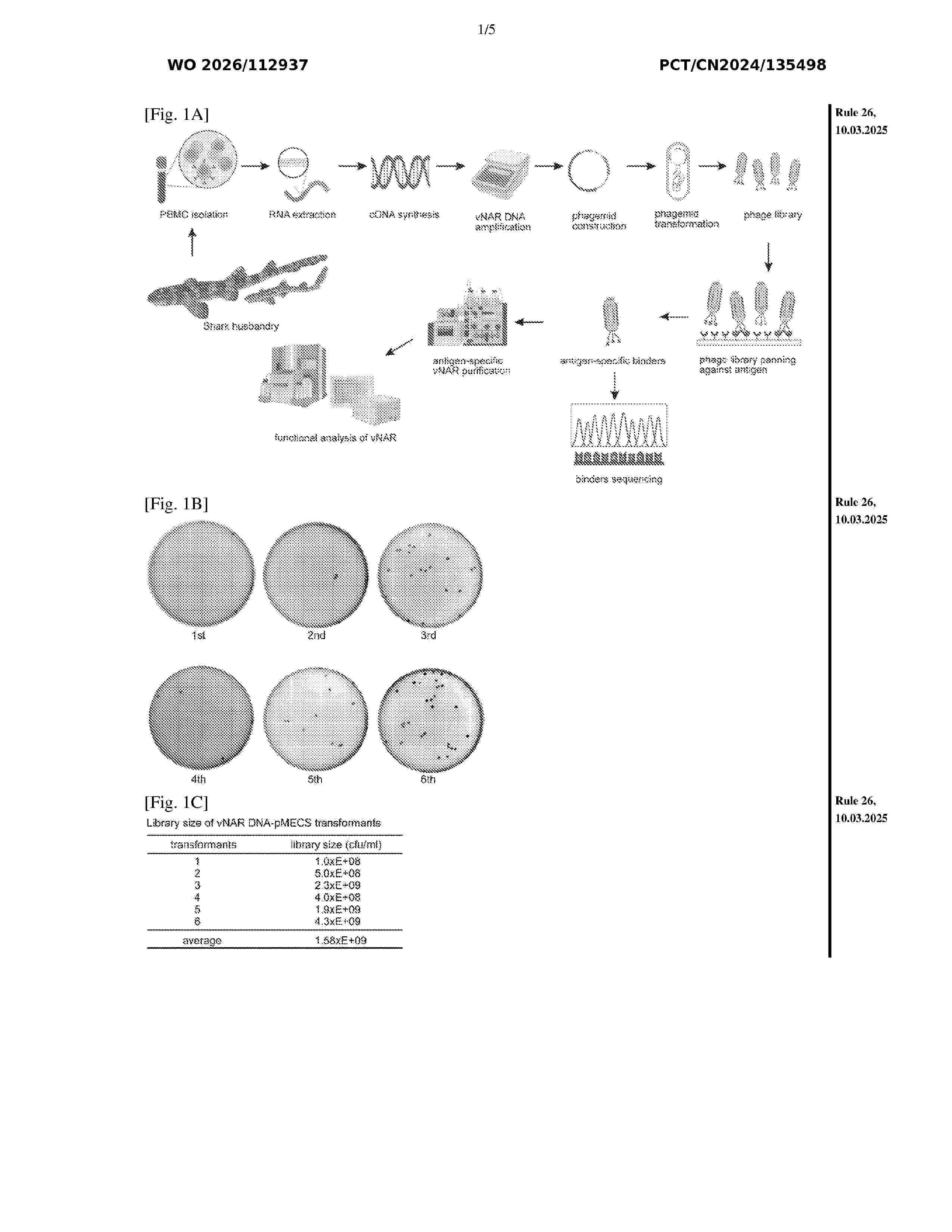 WO_2026112937_A1