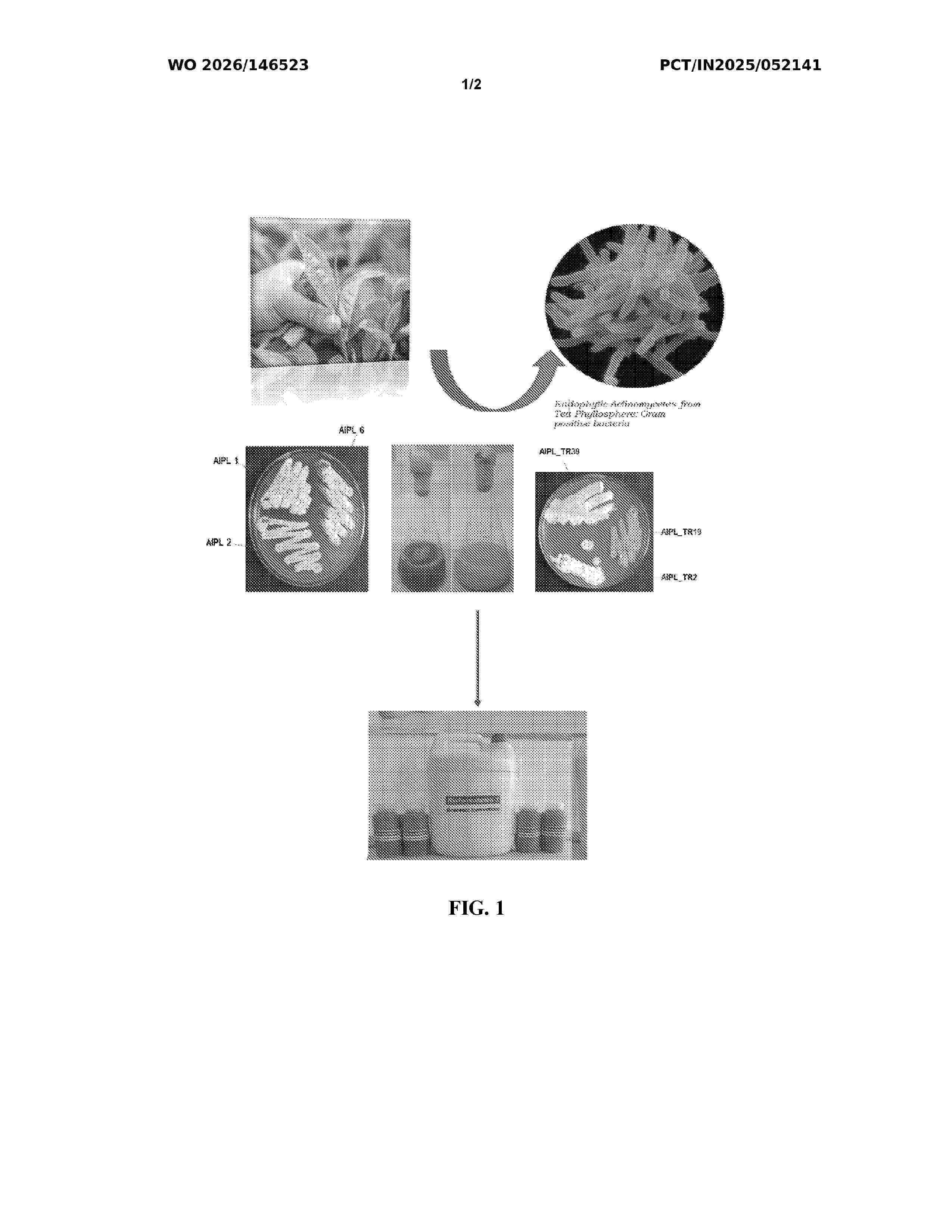 WO_2026146523_A1