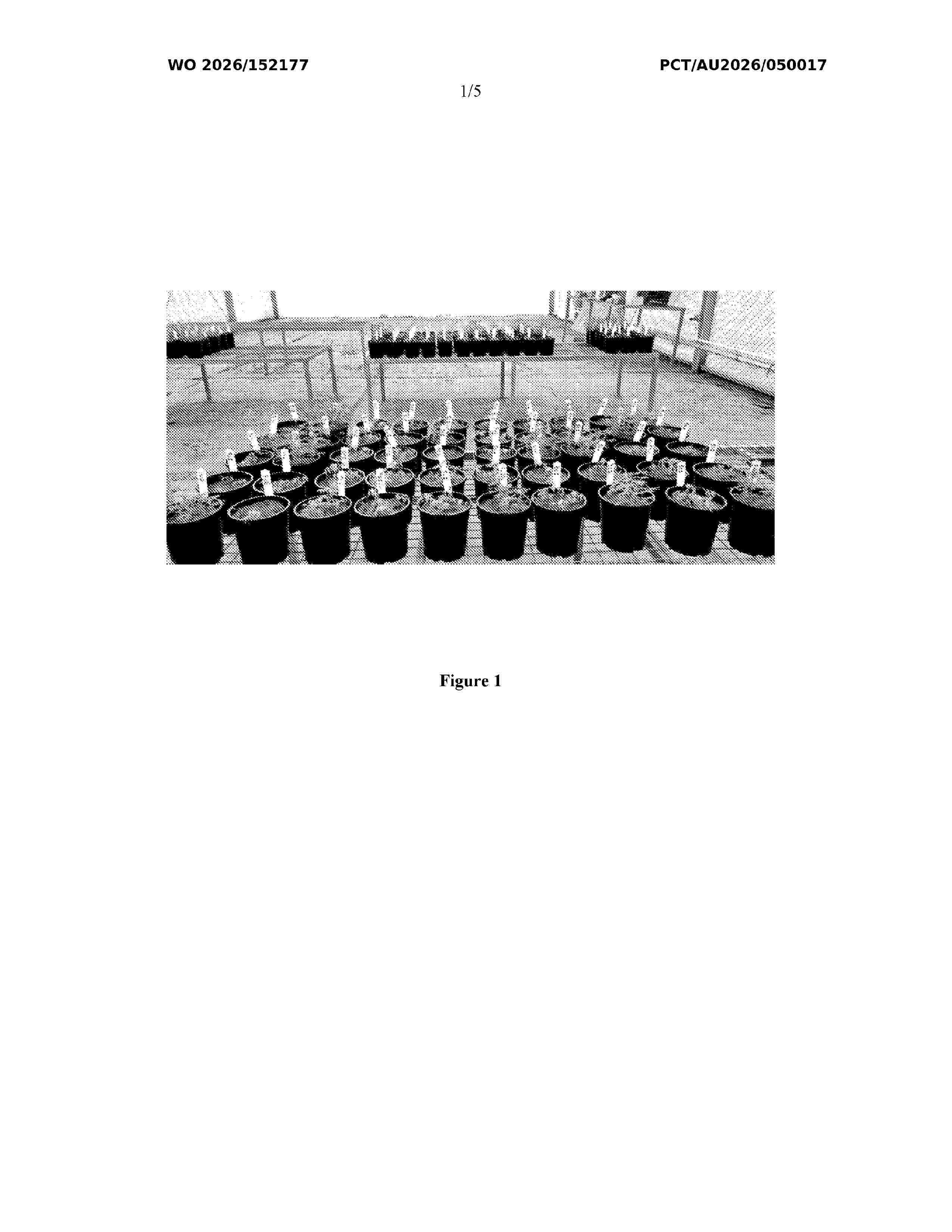 WO_2026152177_A1