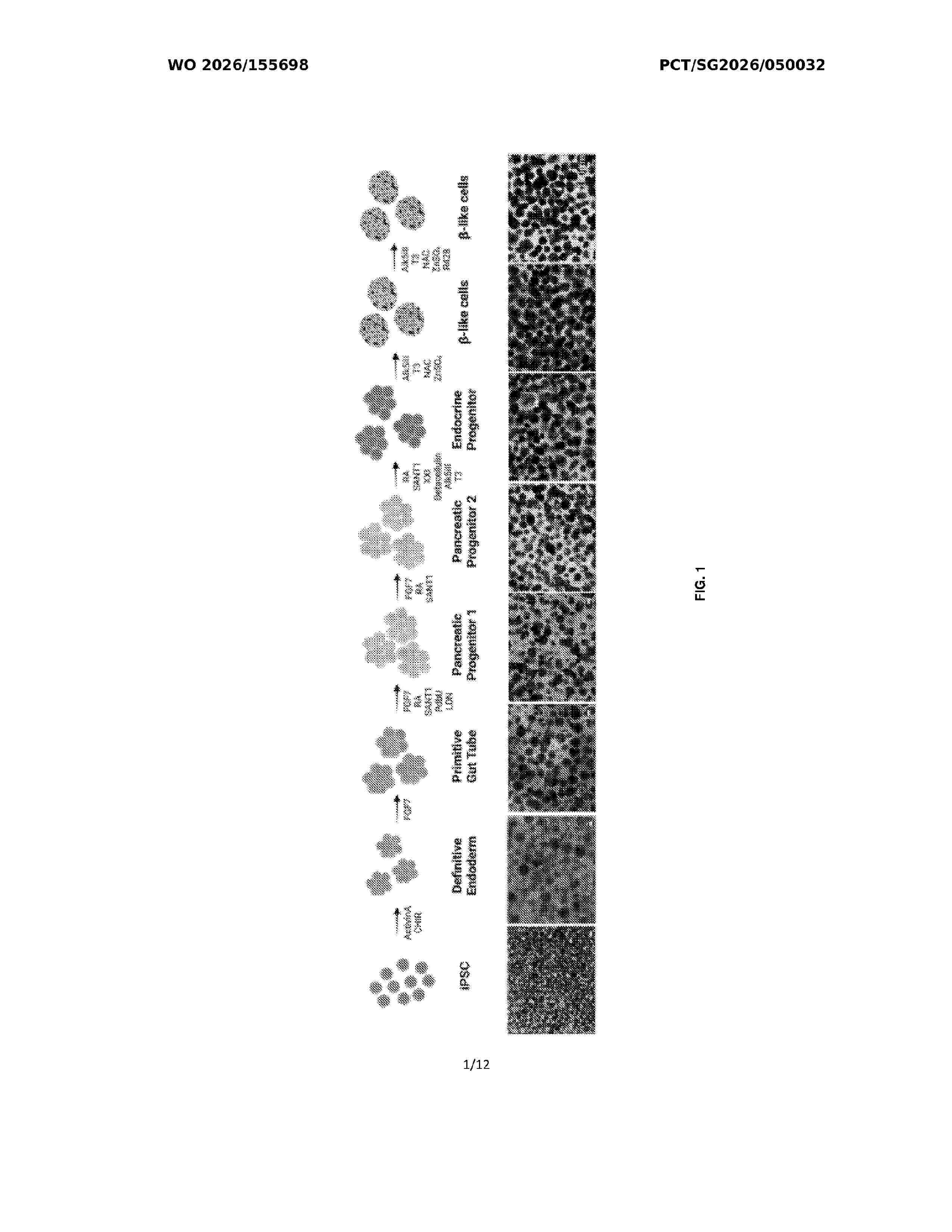 WO_2026155698_A1