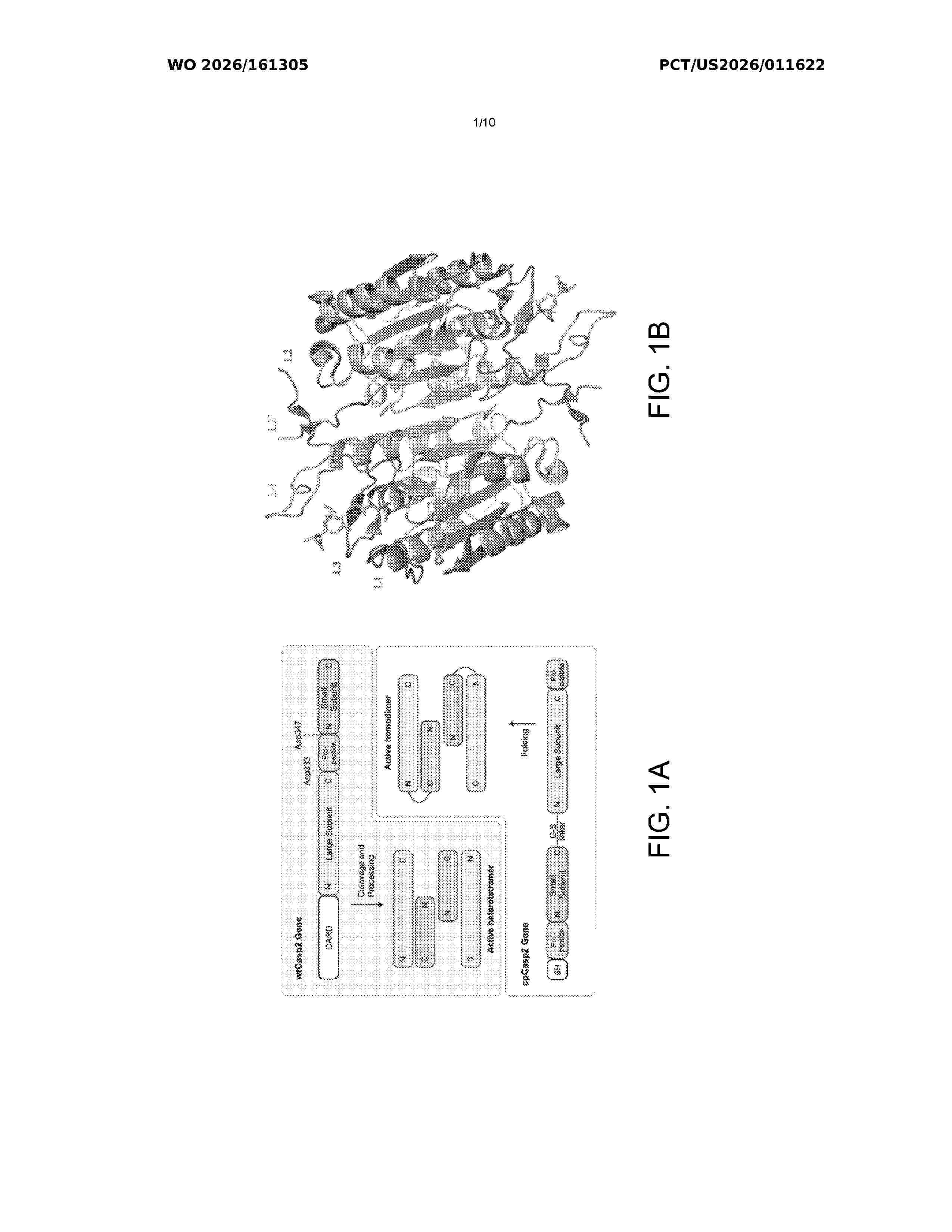 WO_2026161305_A2