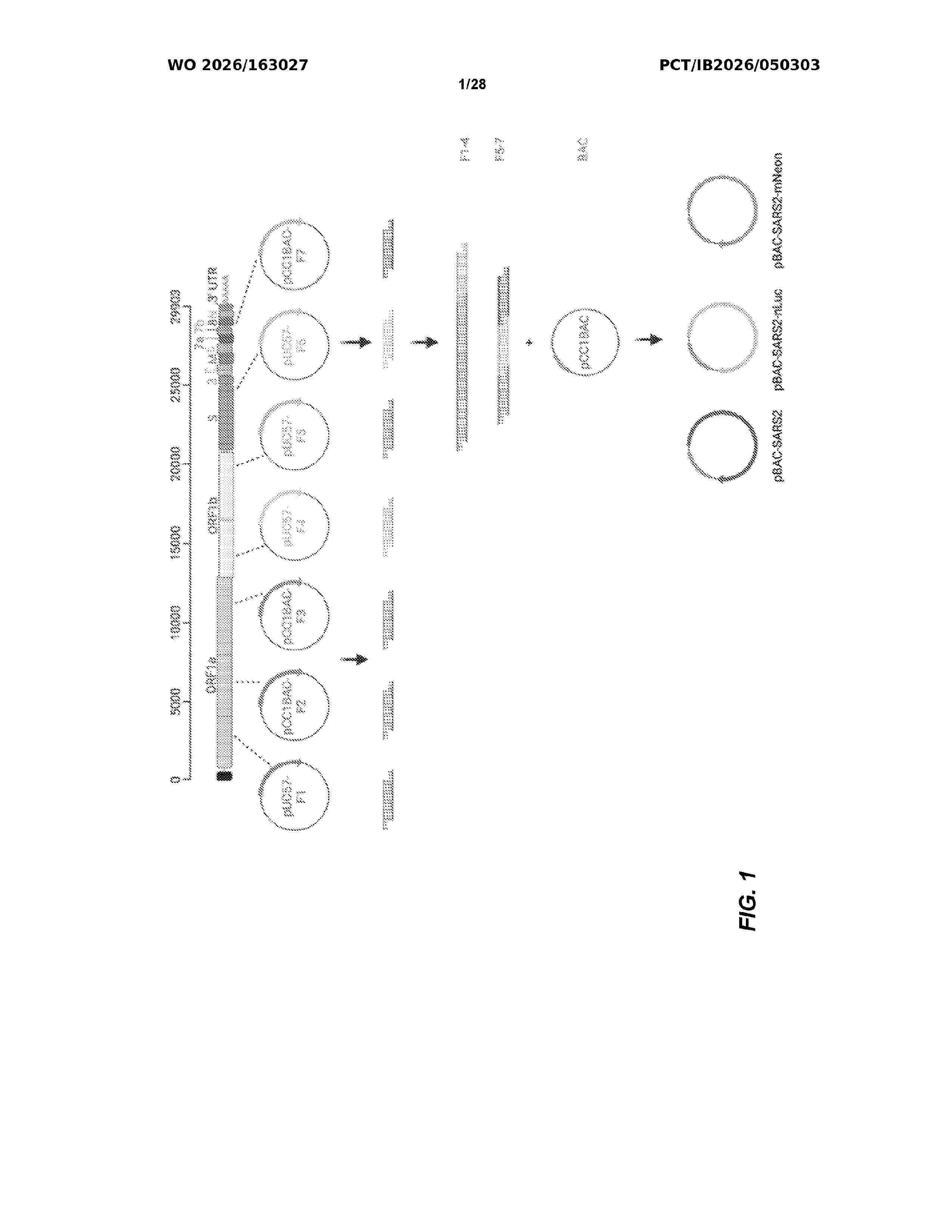 WO_2026163027_A1