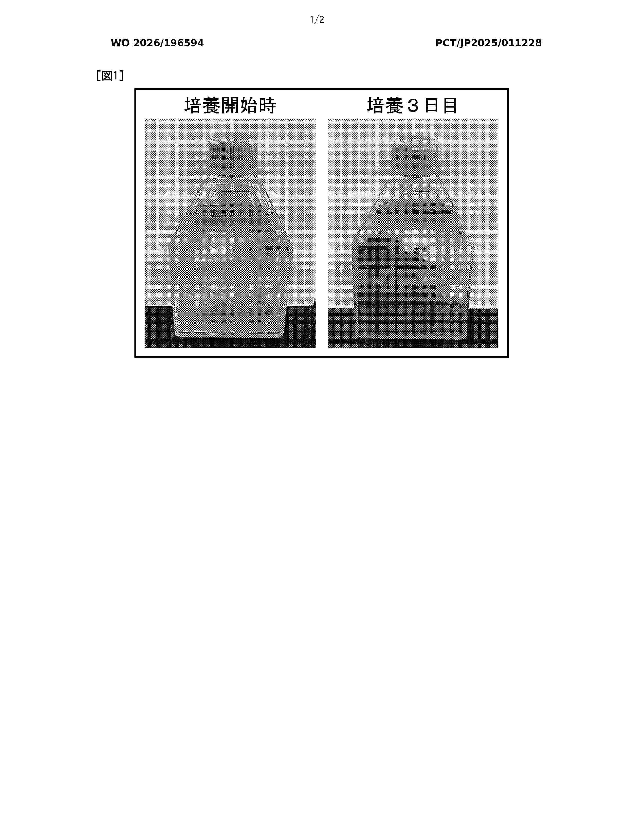 WO_2026196594_A1