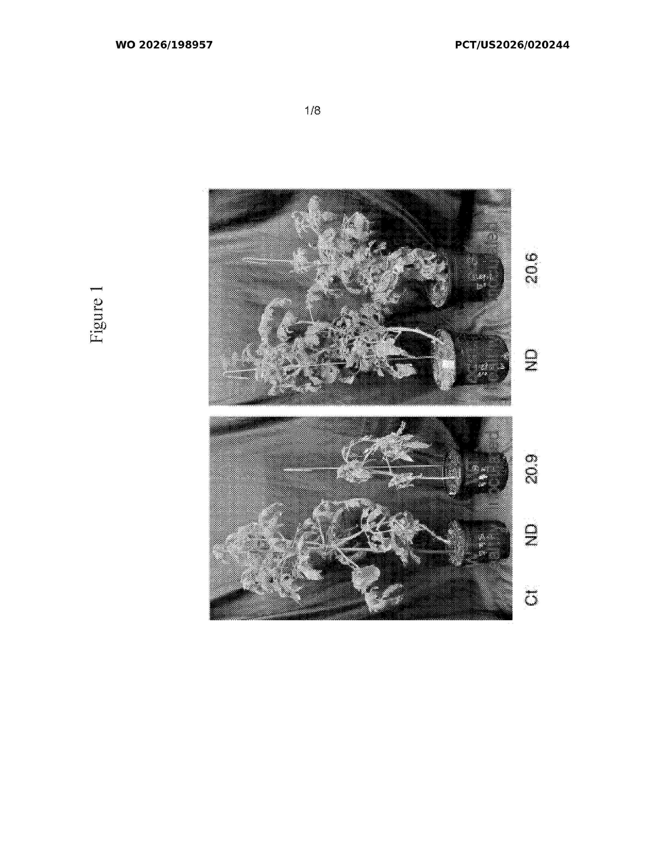 WO_2026198957_A1